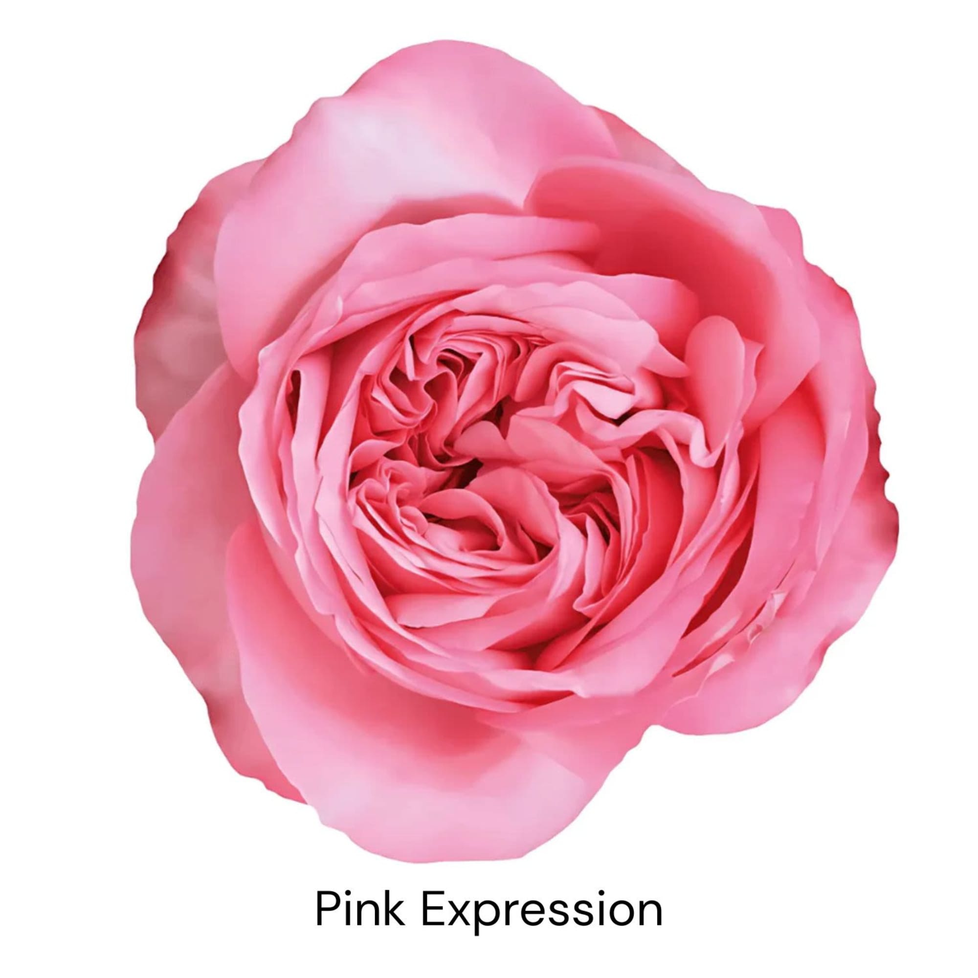Single pink rose bloom on a white background