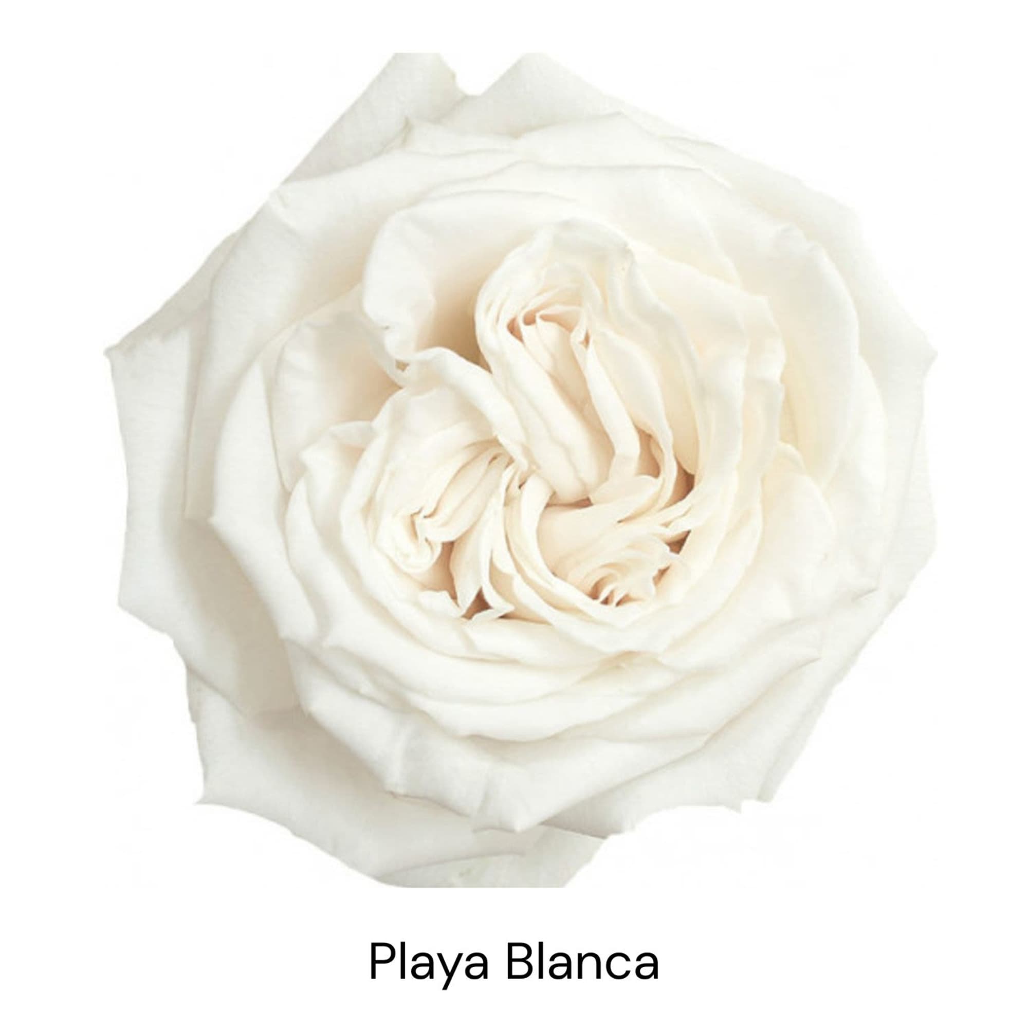 Single white rose bloom on a white background