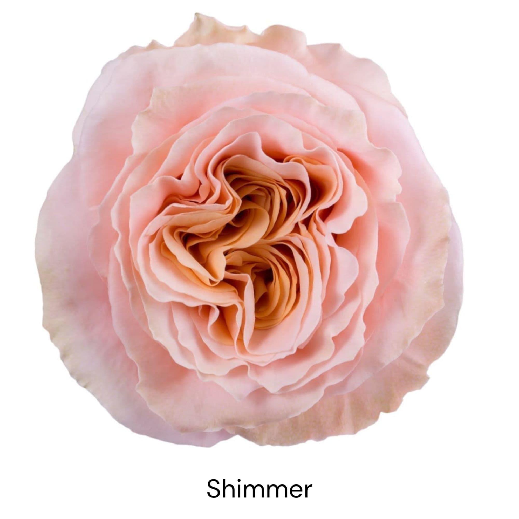 Single pale pink rose bloom on a white background