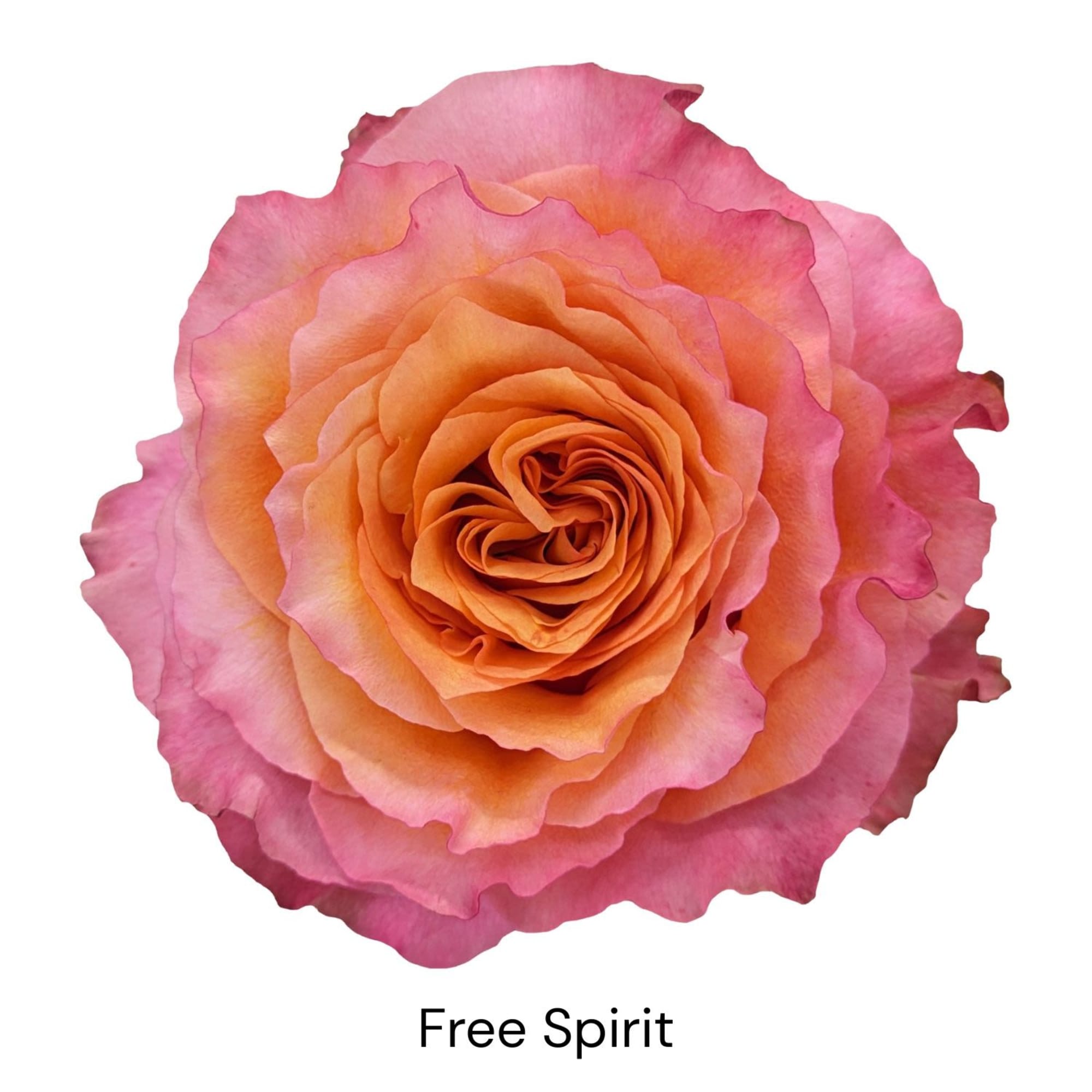 Single pink and peach rose bloom on a white background