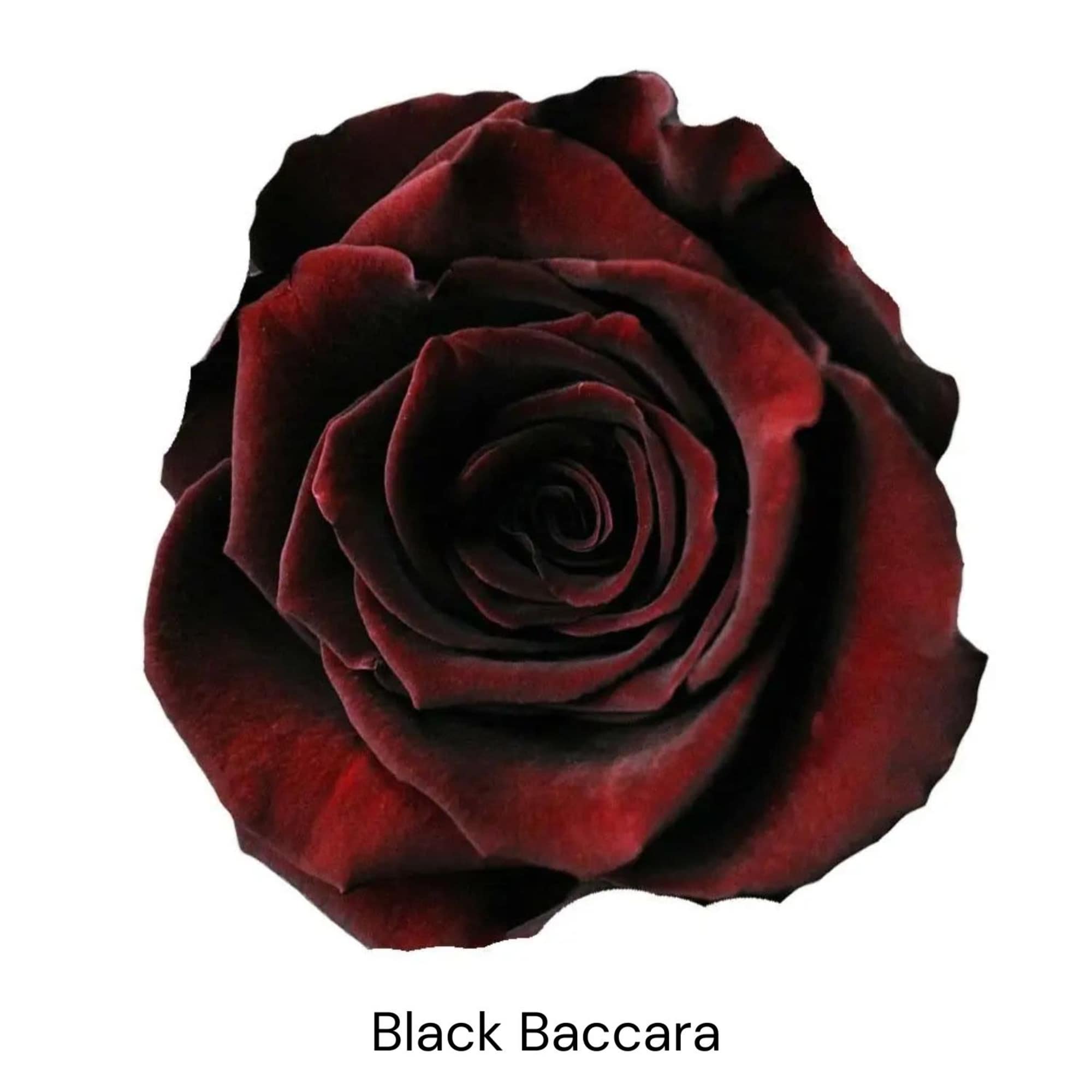 Single dark red rose on a white background with the text Black Baccara