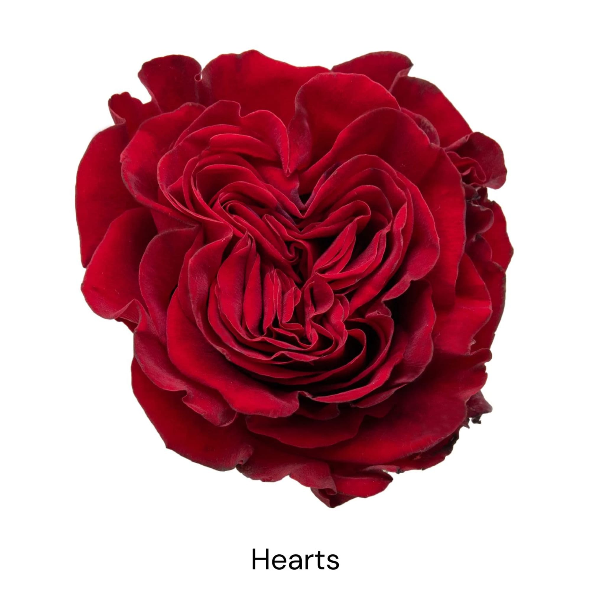 Single red rose bloom shaped like a heart