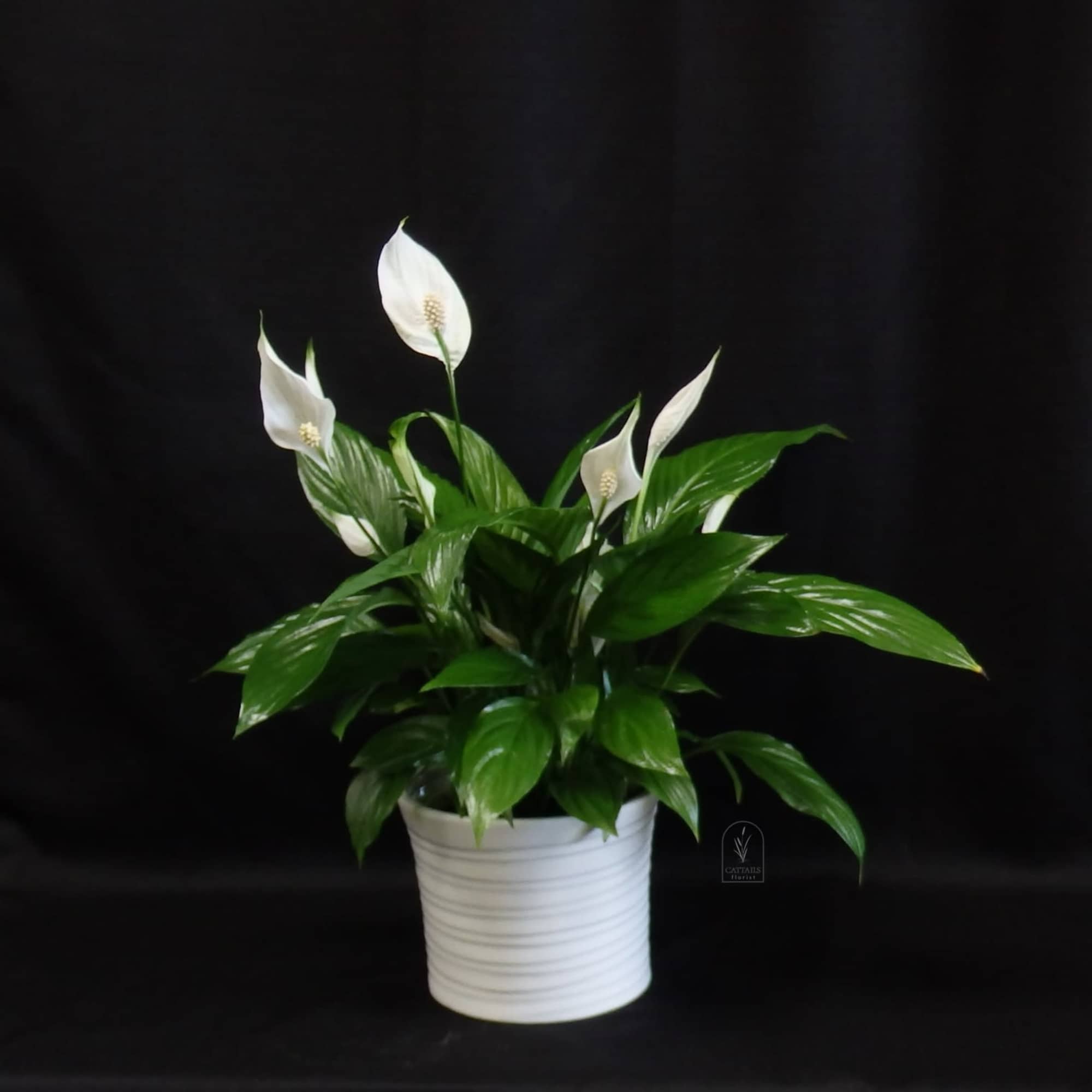 The Peace Lily is a timeless plant featuring lush, deep green leaves