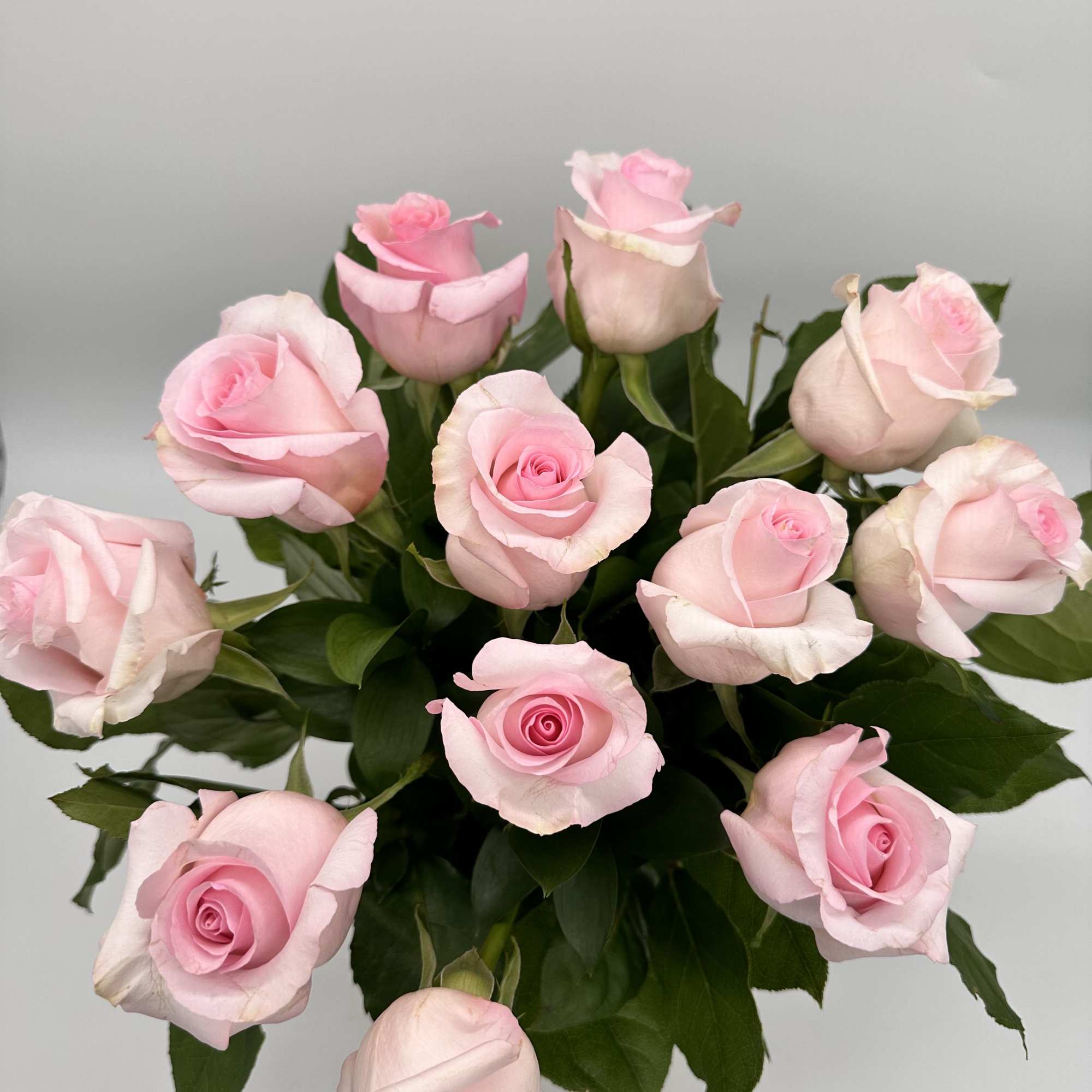 Bouquet of pale pink roses with dark green leaves