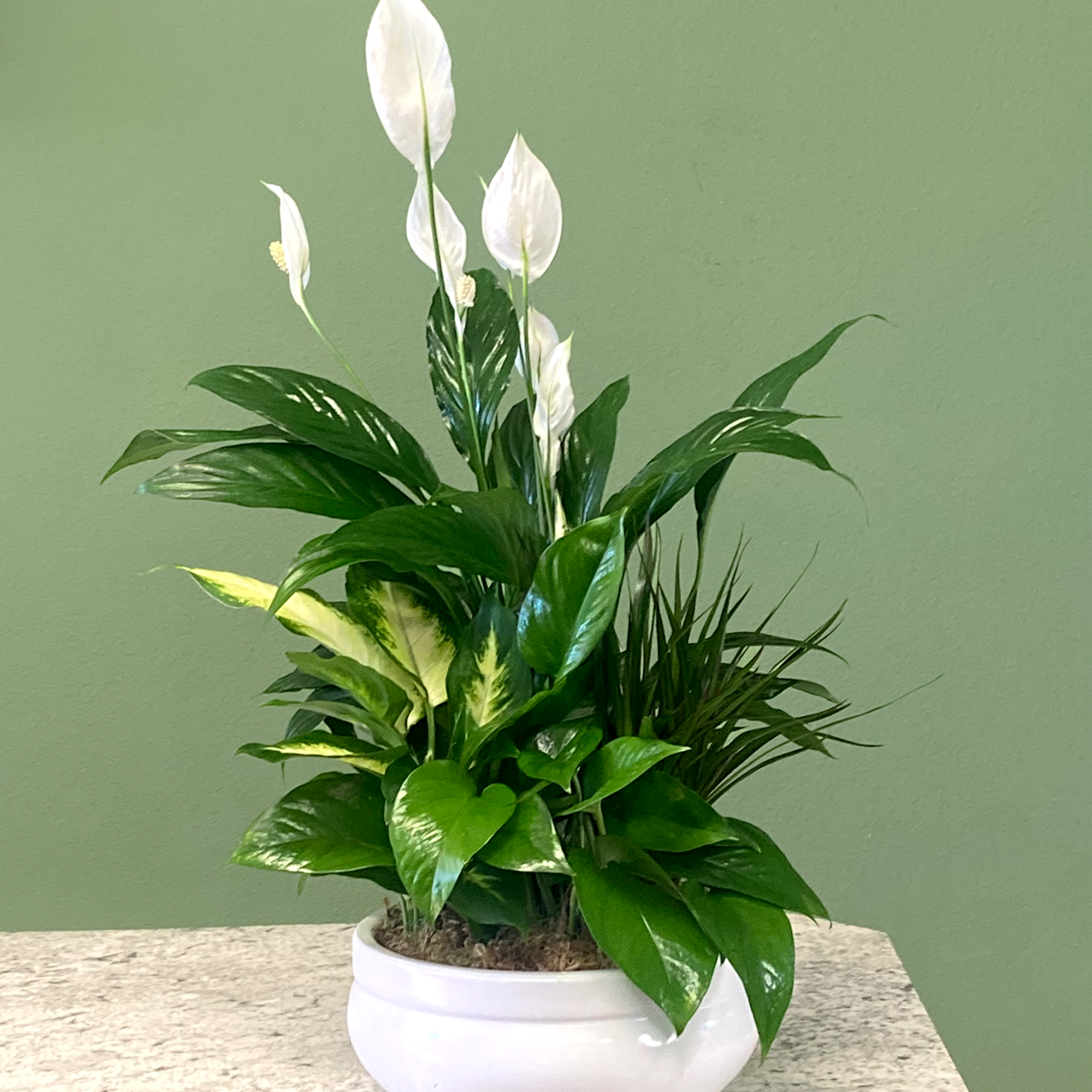 White peace lilies in a white bowl planter