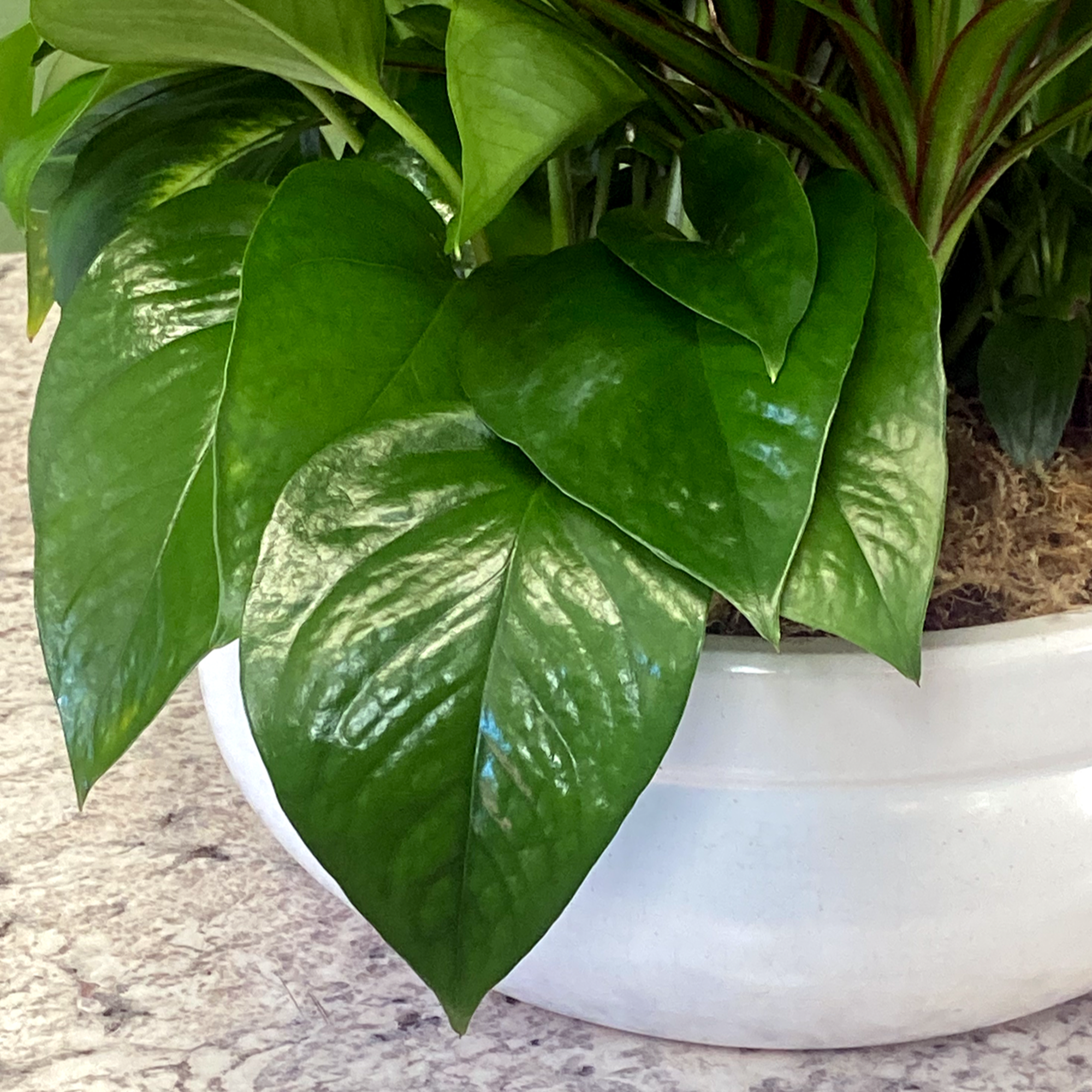 This low ceramic bowl filled with living plants will also carry comfort