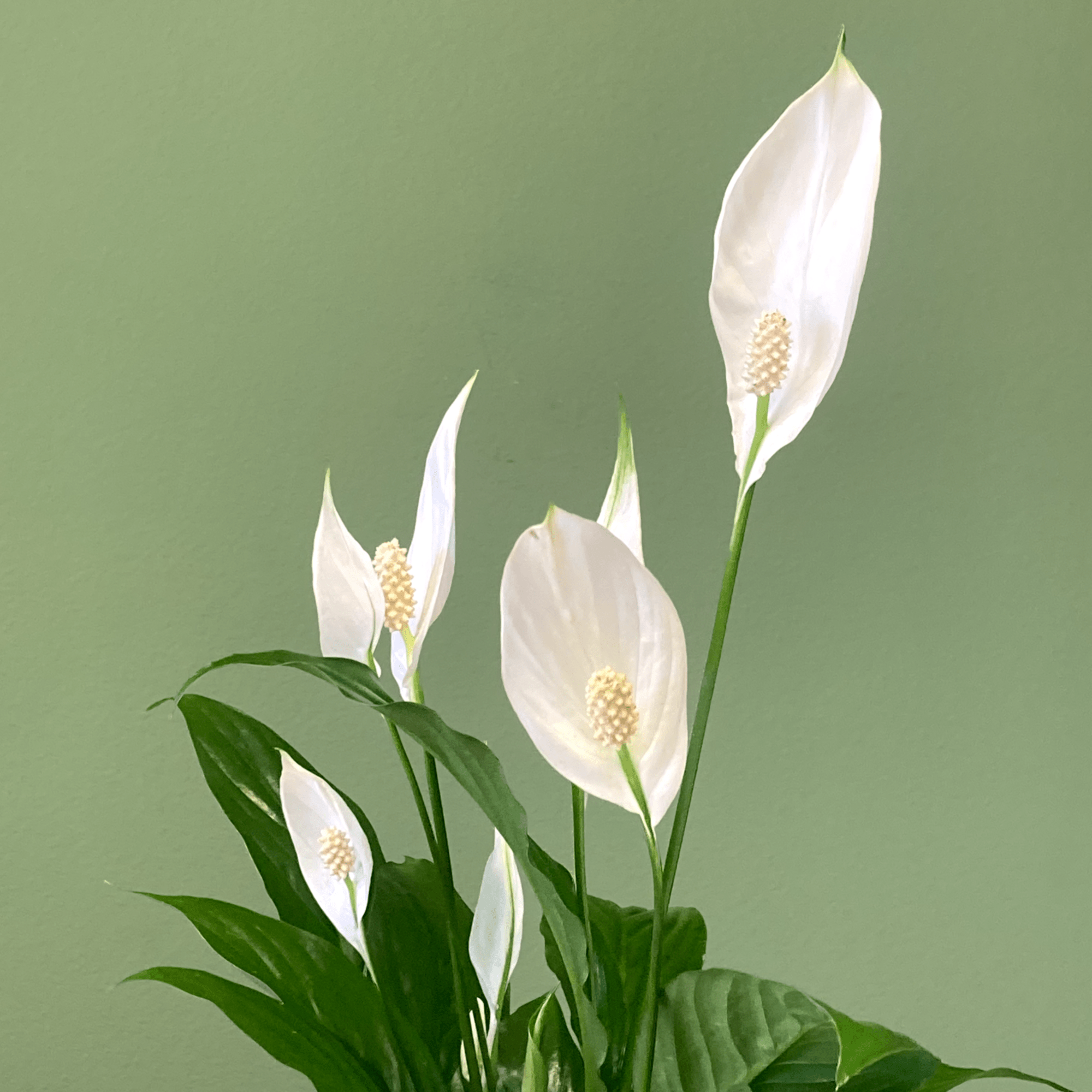 White peace lilies with glossy green leaves against a green background