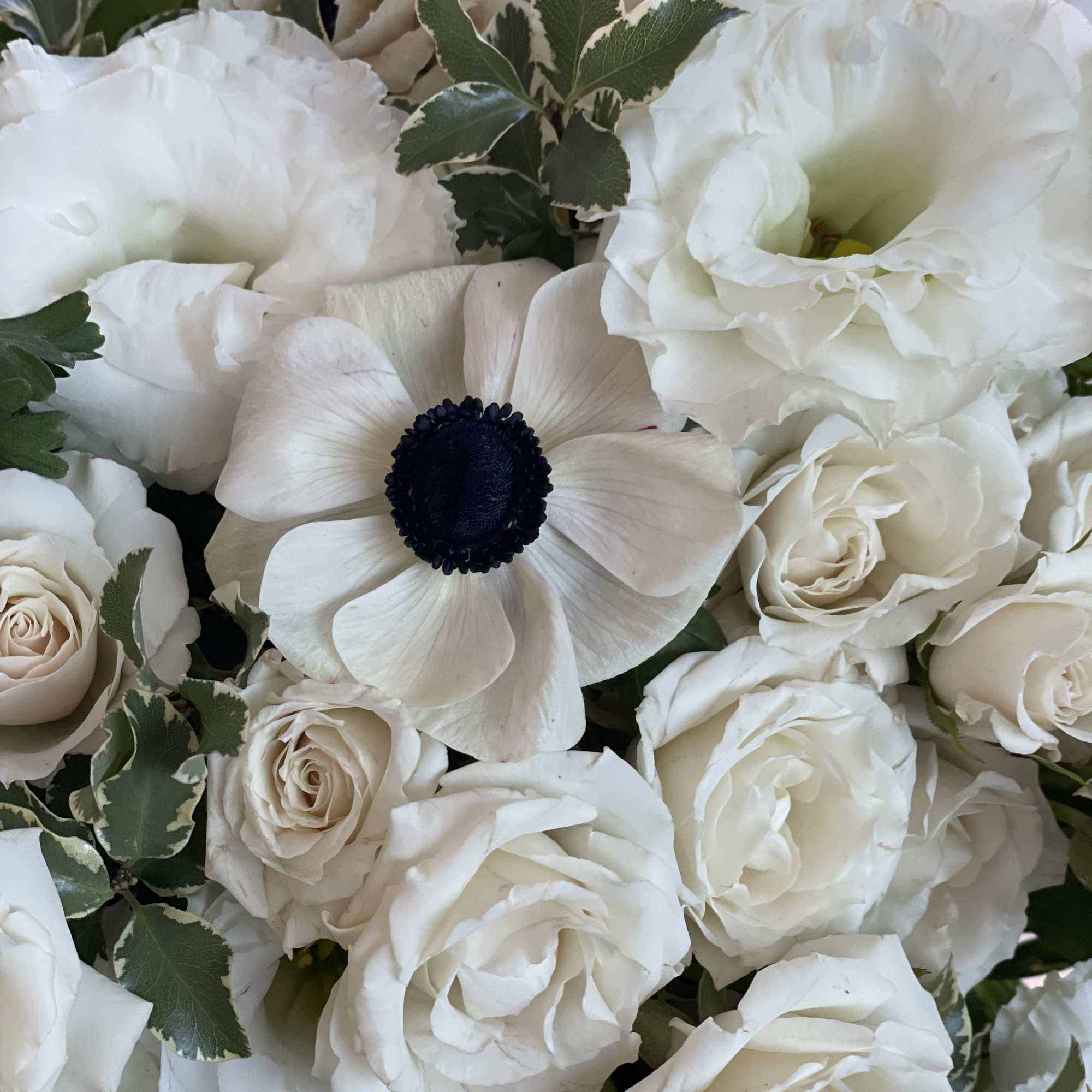 Tight cluster of white roses, lisianthus, and a single dark-centered anemone with variegated foliage