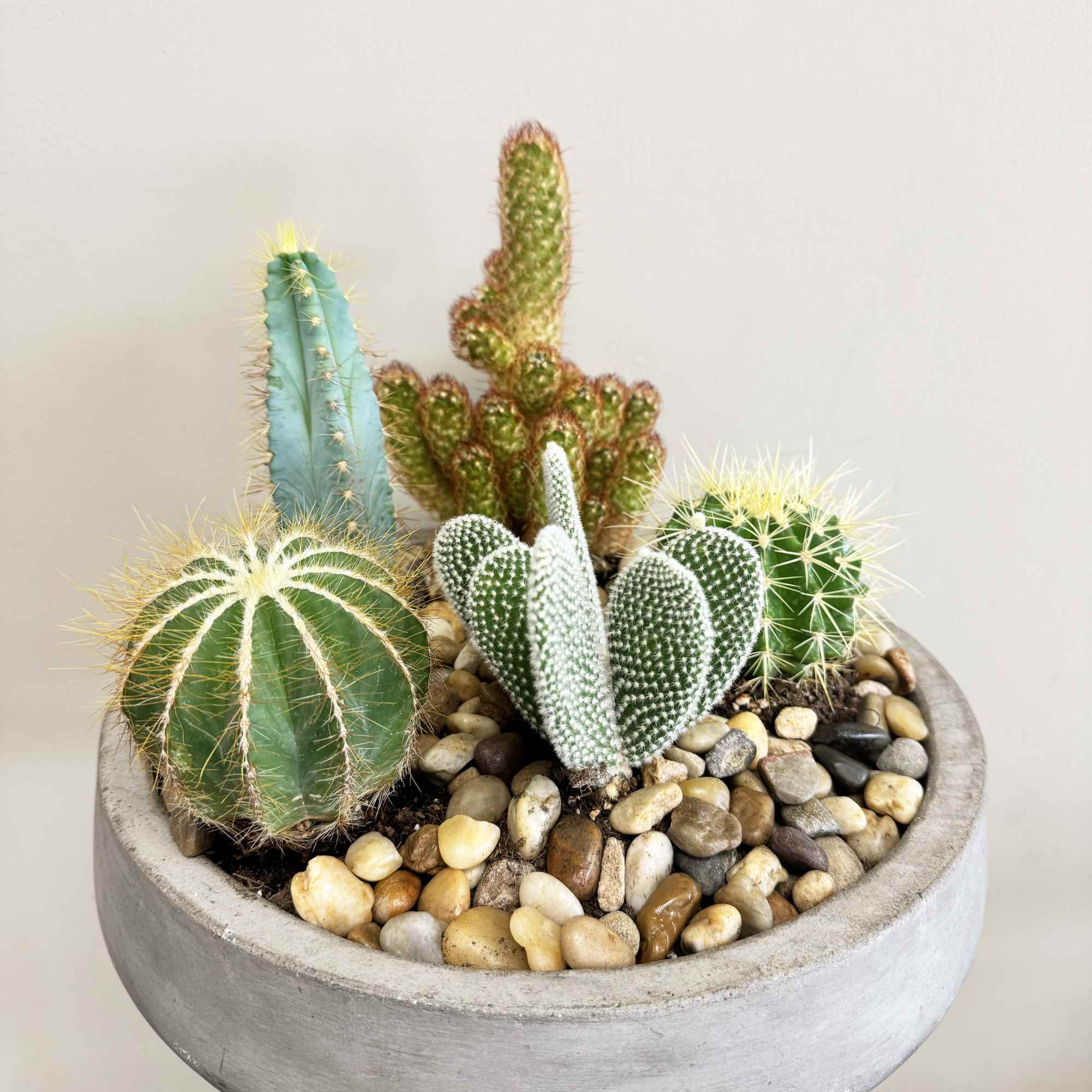 Bring a touch of the Southwest to any space with this striking