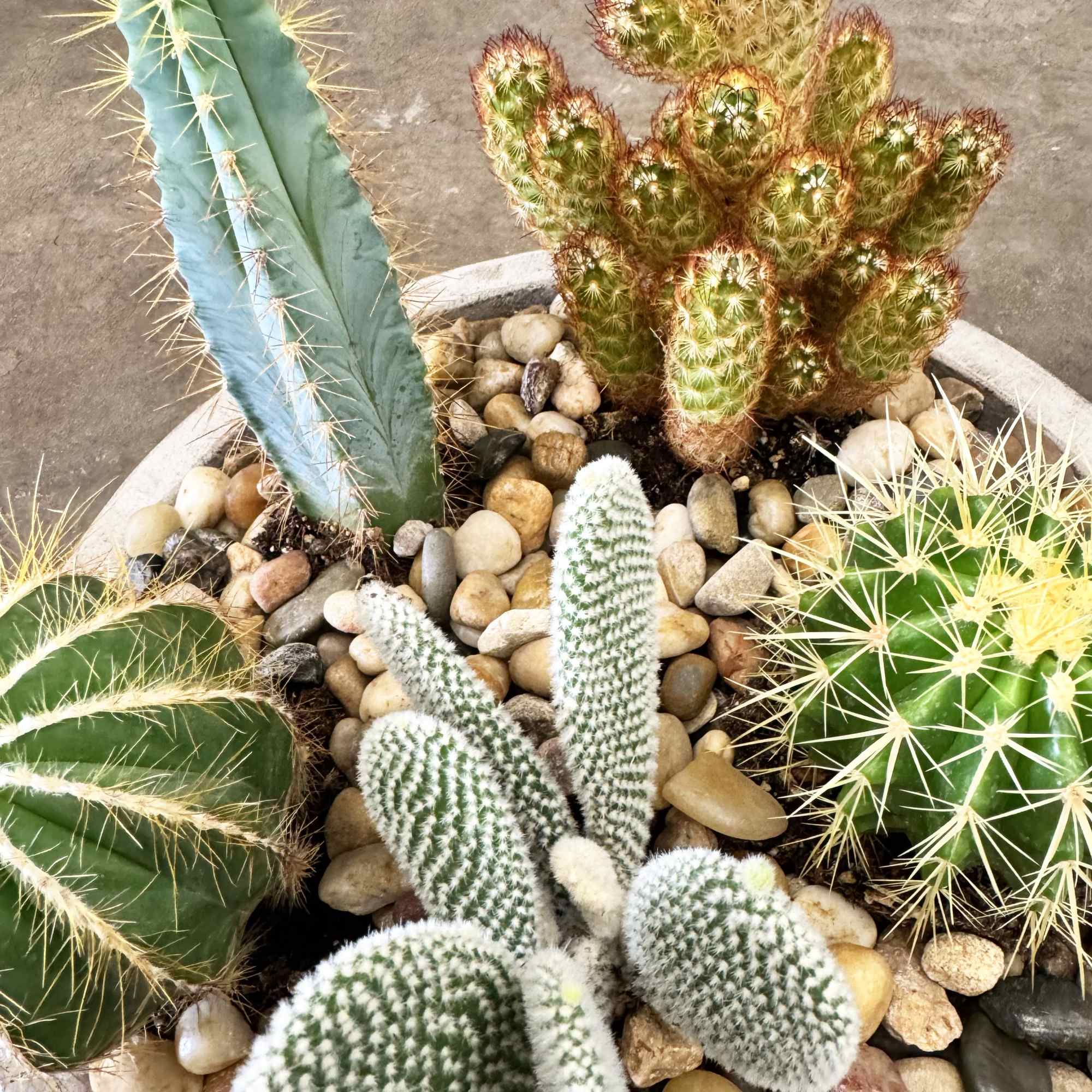 Bring a touch of the Southwest to any space with this striking