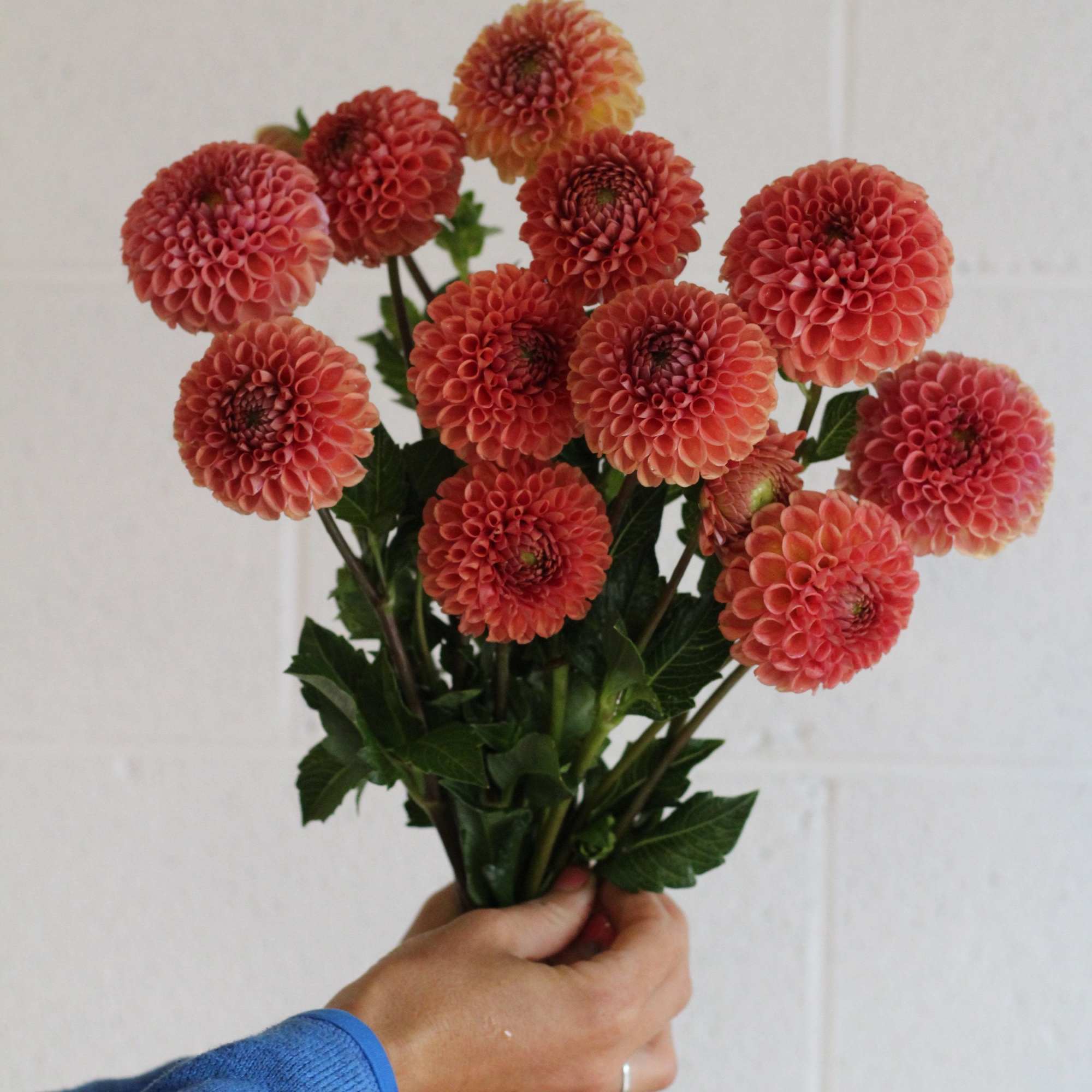 Handheld bouquet of coral pompon dahlias