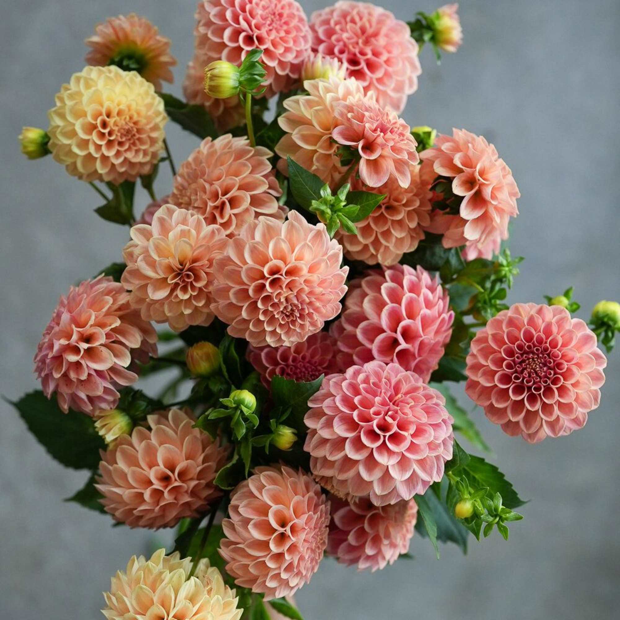 Handheld bouquet of peach and pink dahlias