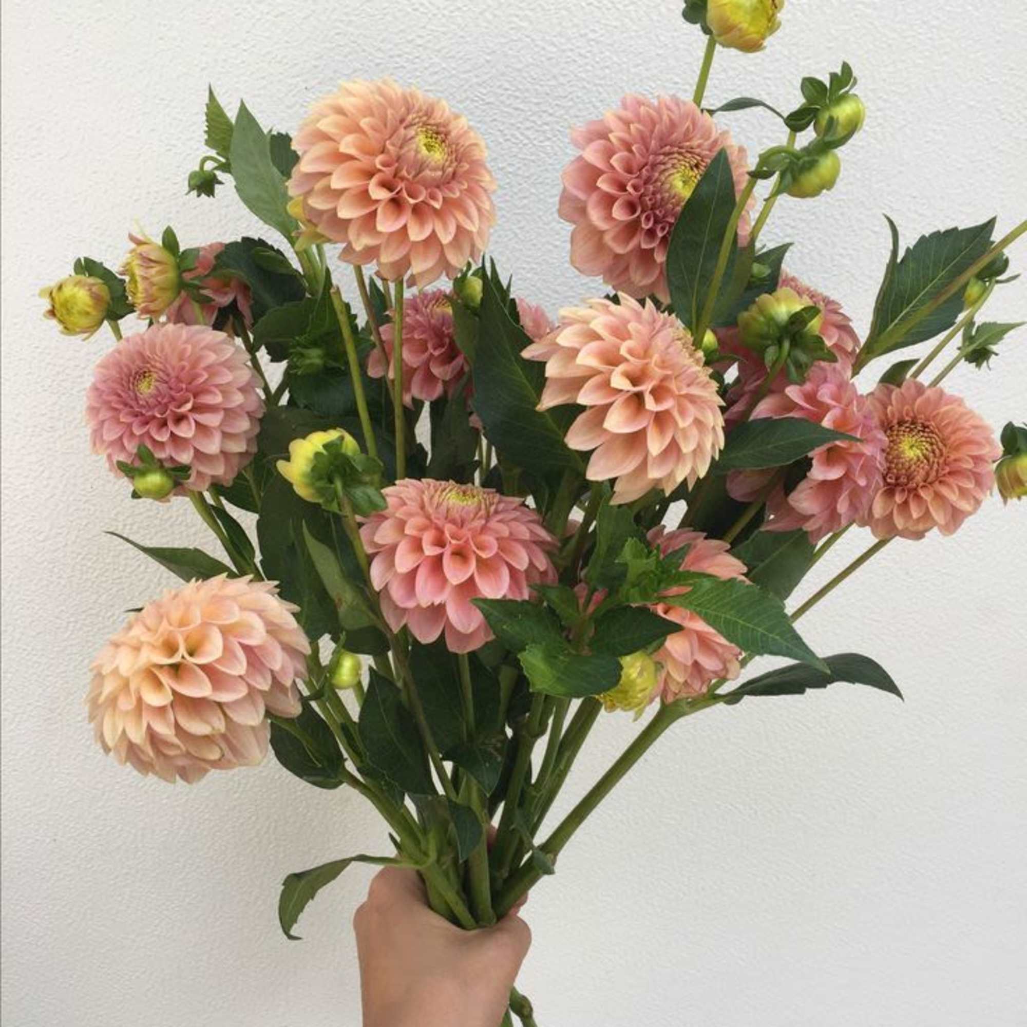 Handheld bouquet of peach-pink dahlias with green buds