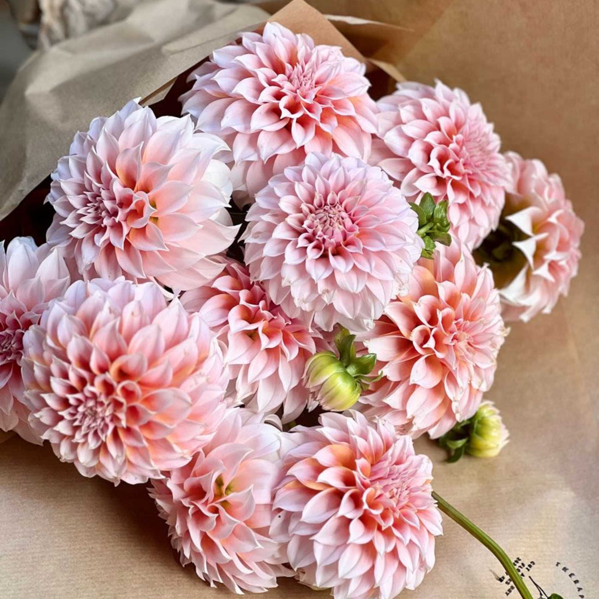 Bouquet of pale pink dahlias wrapped in brown paper