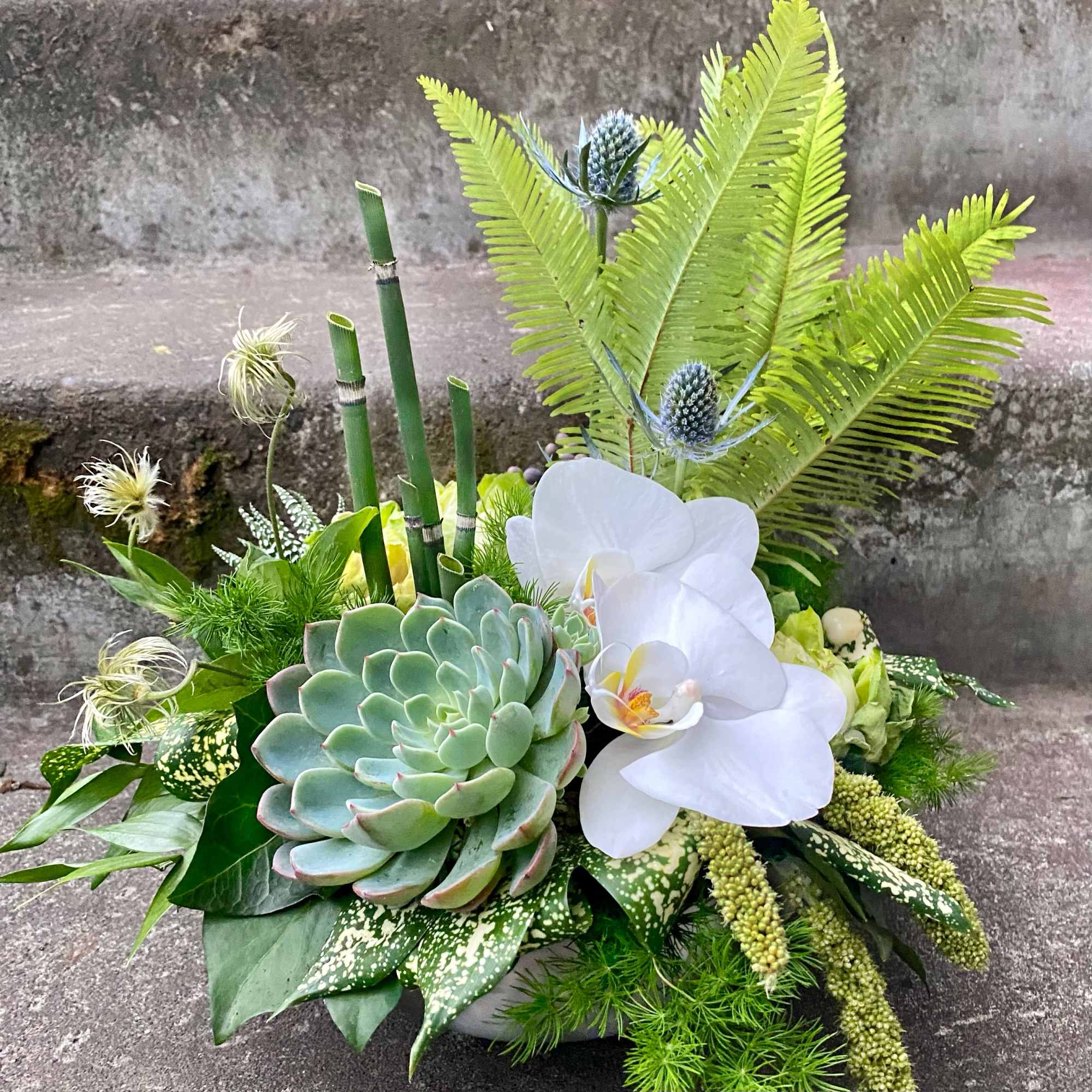 Succulent arrangement with white orchids and fern fronds in a low container