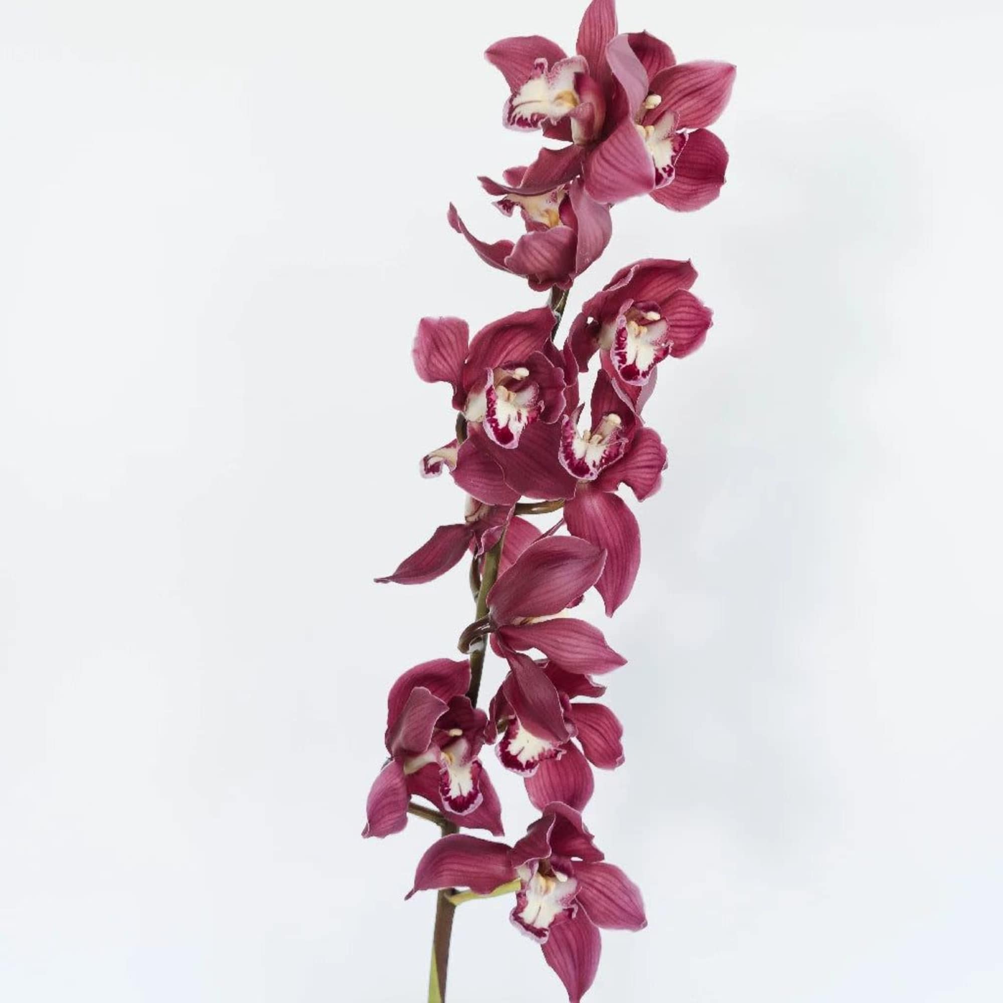 Single stem of magenta orchids on a white background