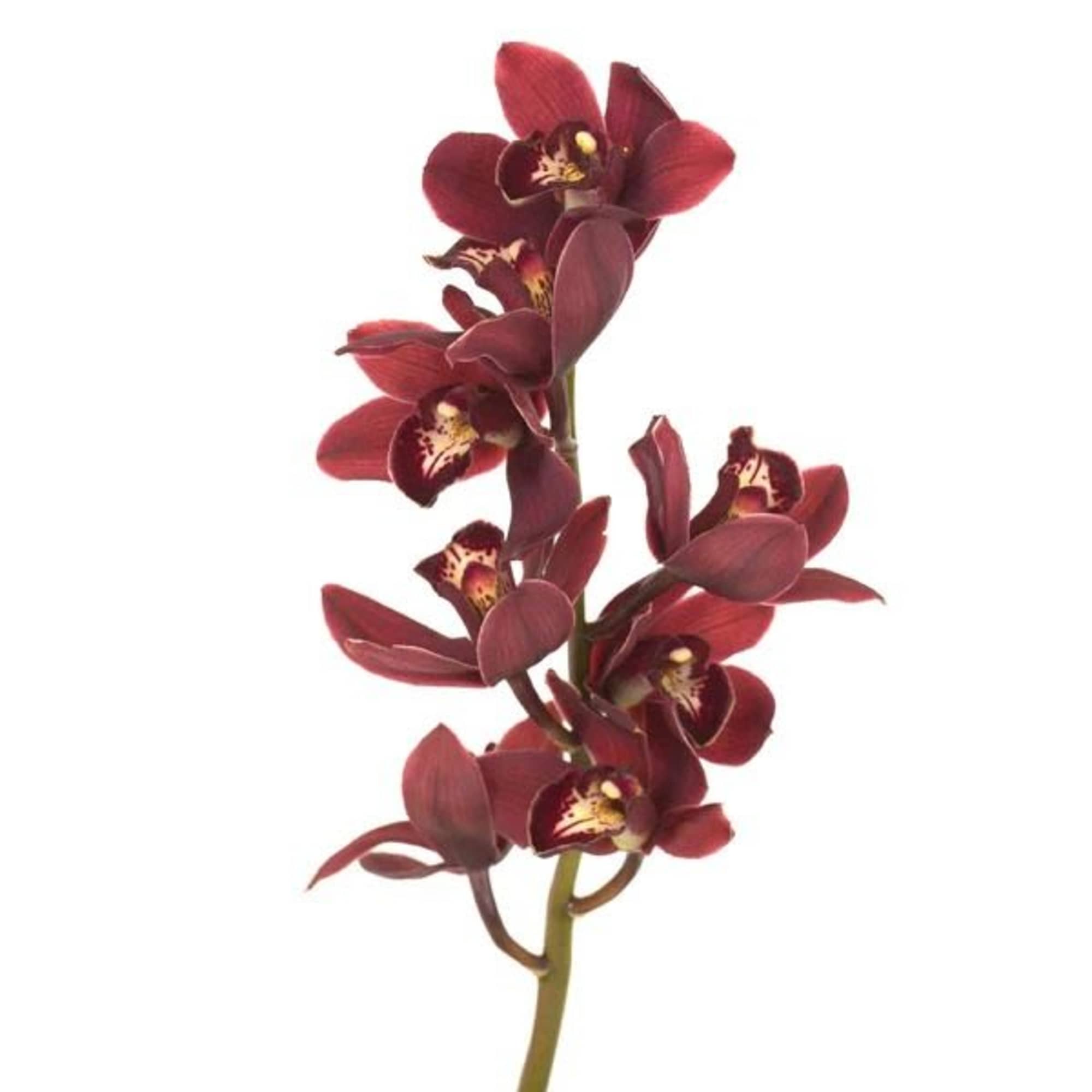 Single stem of dark red orchids on a white background