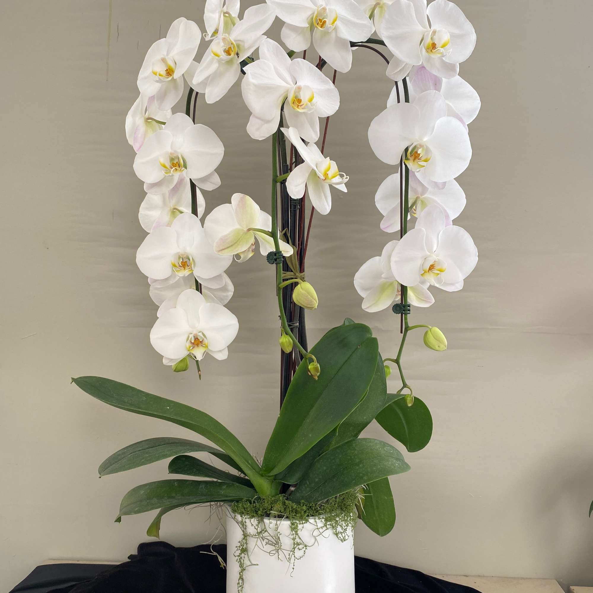 Three cascading white with decorative branch.