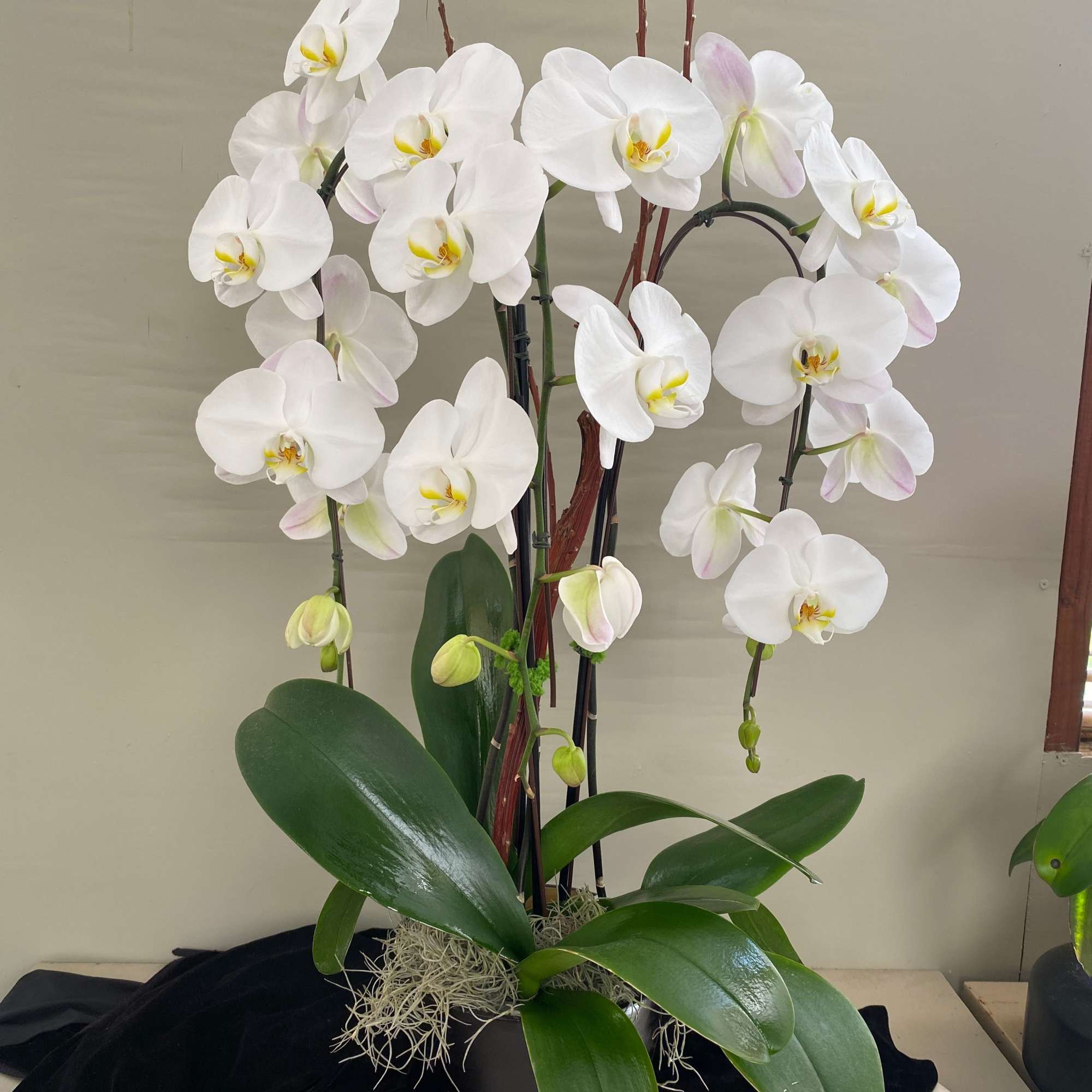 Three cascading white with decorative branch.