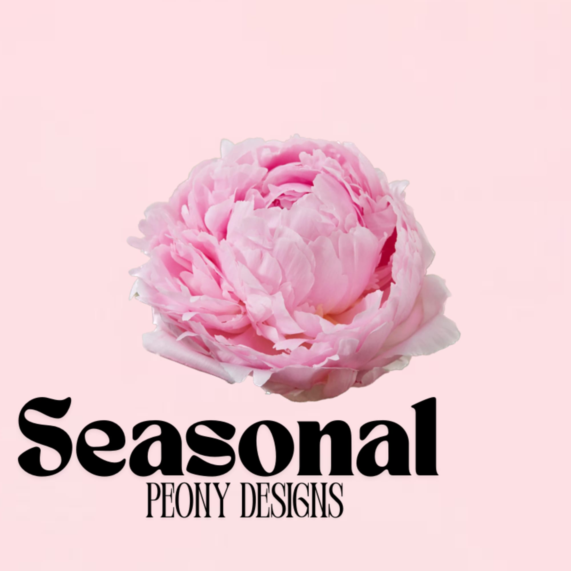 Pink peony bloom on light pink background with Seasonal Peony Designs text