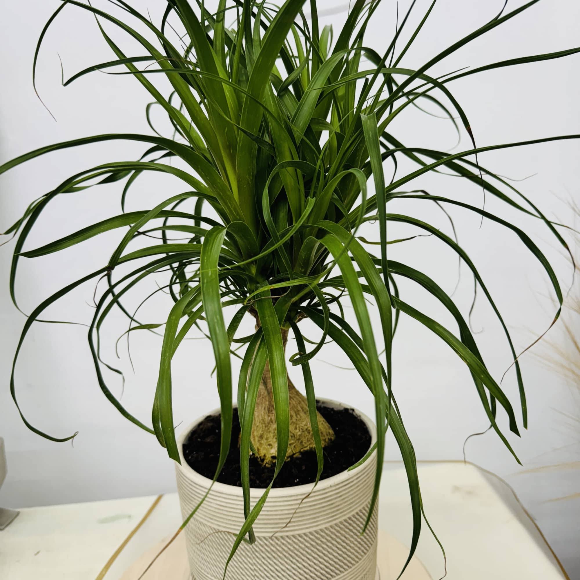 Hailing from its natural habitat of eastern Mexico, the ponytail palm tree