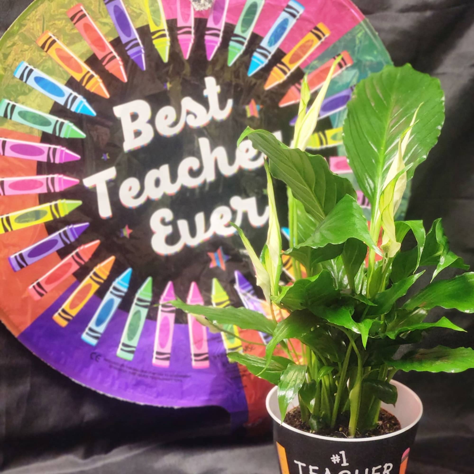 The Best Tracher Bundle features a desk sized plant in a keepsake