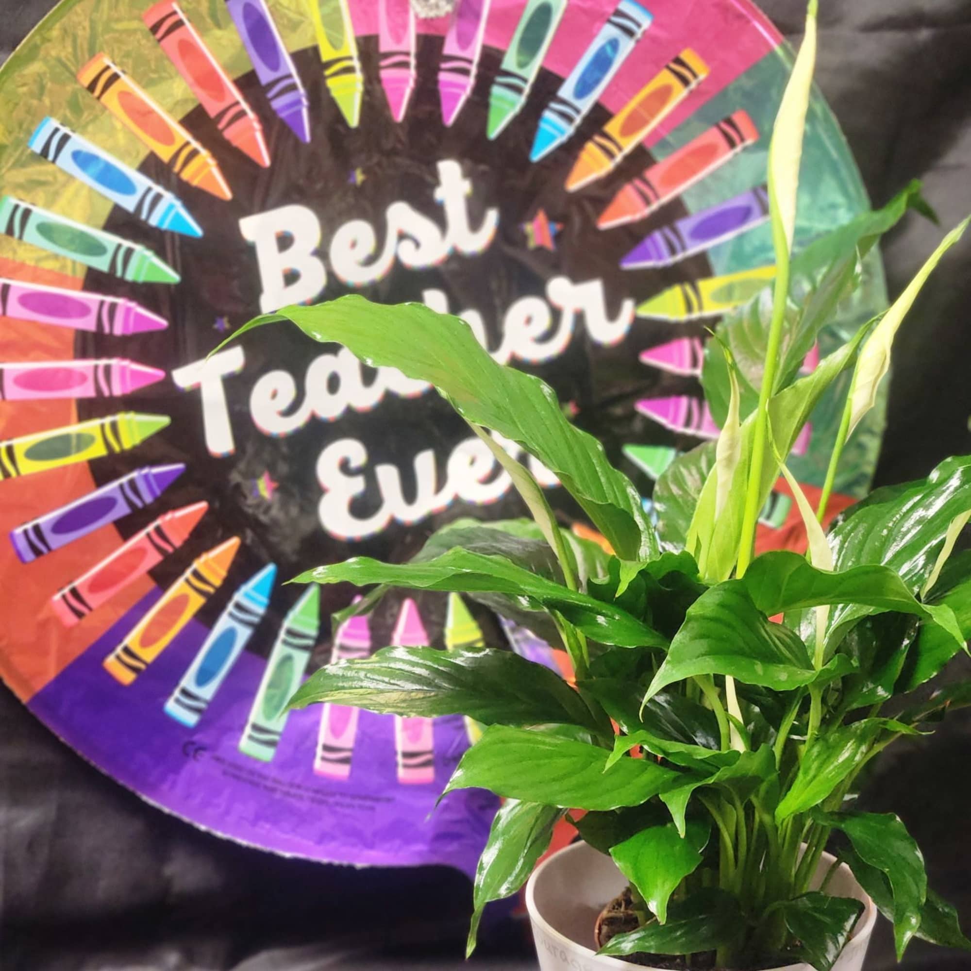 The Best Tracher Bundle features a desk sized plant in a keepsake