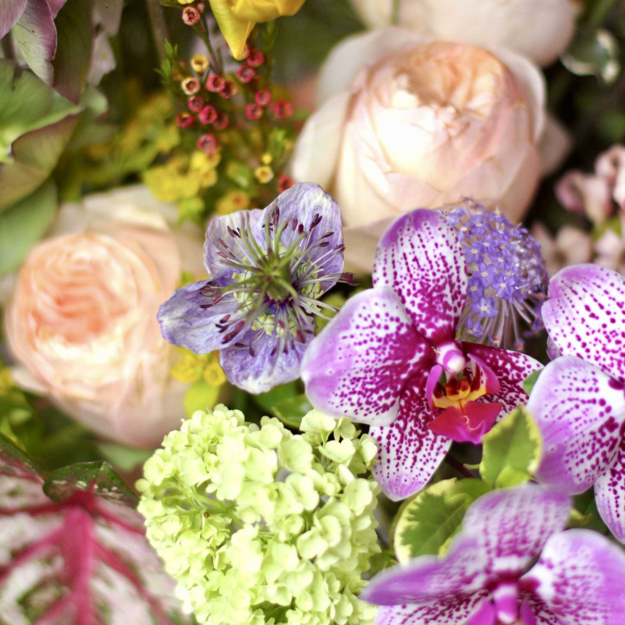 A joyful Mother's Day arrangement with Orchids, garden roses, Viburnum, Hellebore and