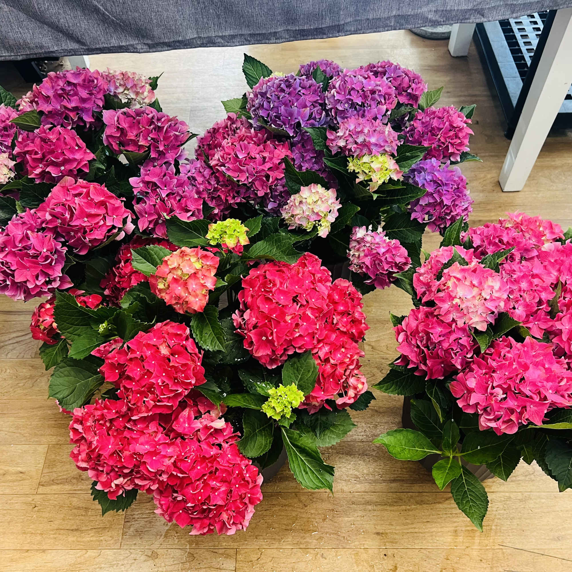 An abundance of rounded hydrangea blooms in pinks, purples, reds, greens and