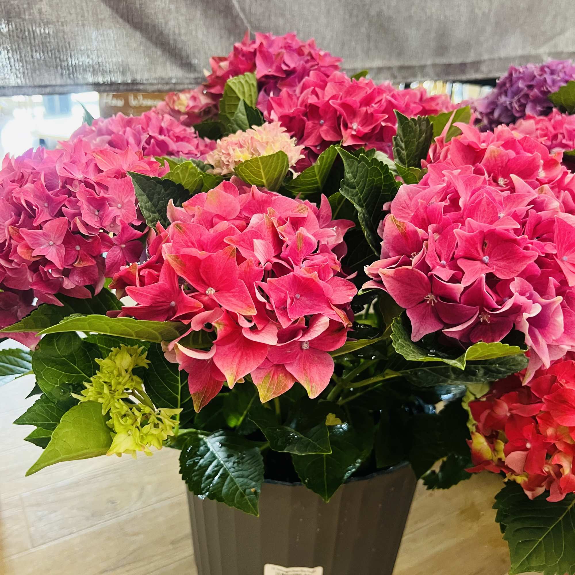 An abundance of rounded hydrangea blooms in pinks, purples, reds, greens and