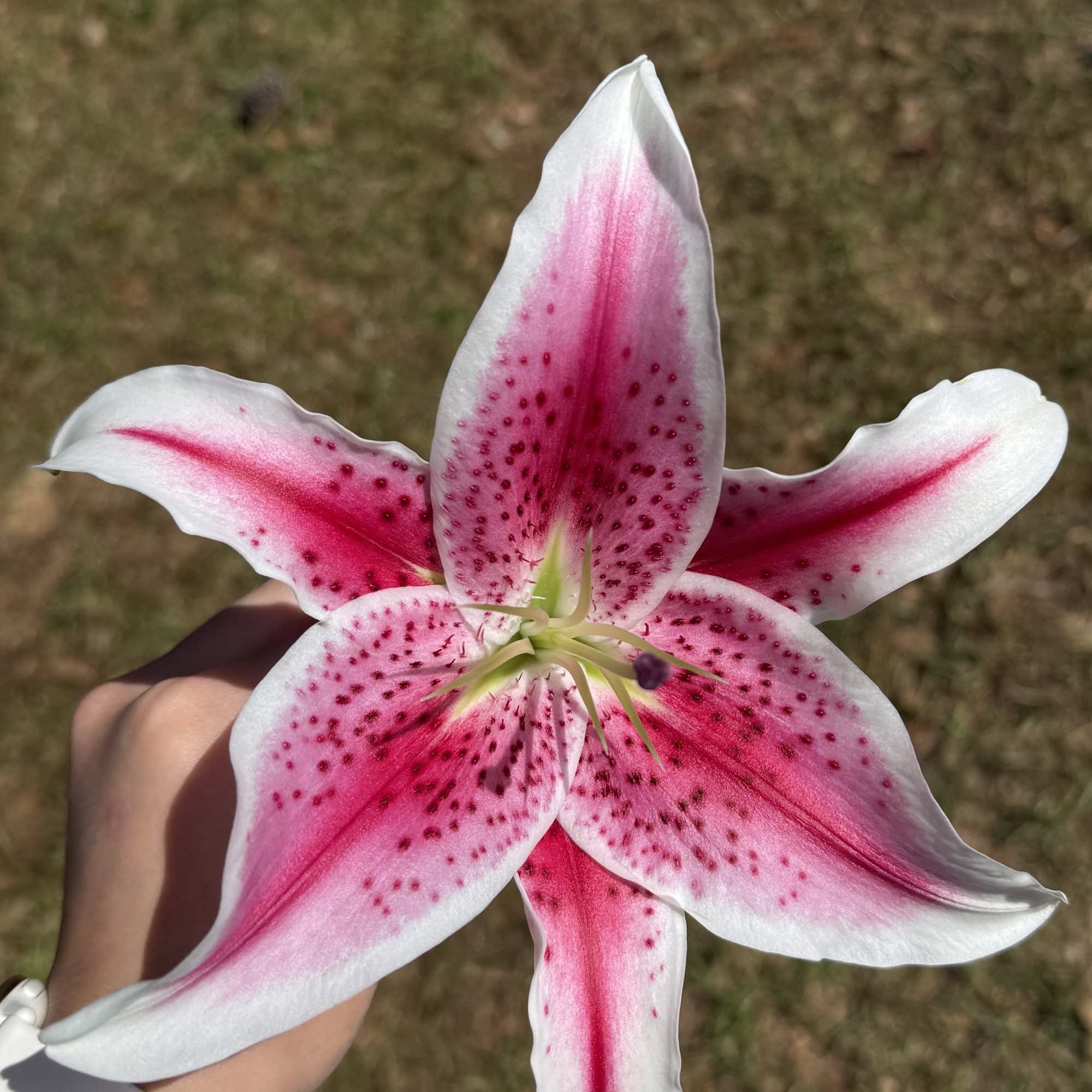 A stunning arrangement of majestic, fragrant oriental lilies, elegantly wrapped in delicate