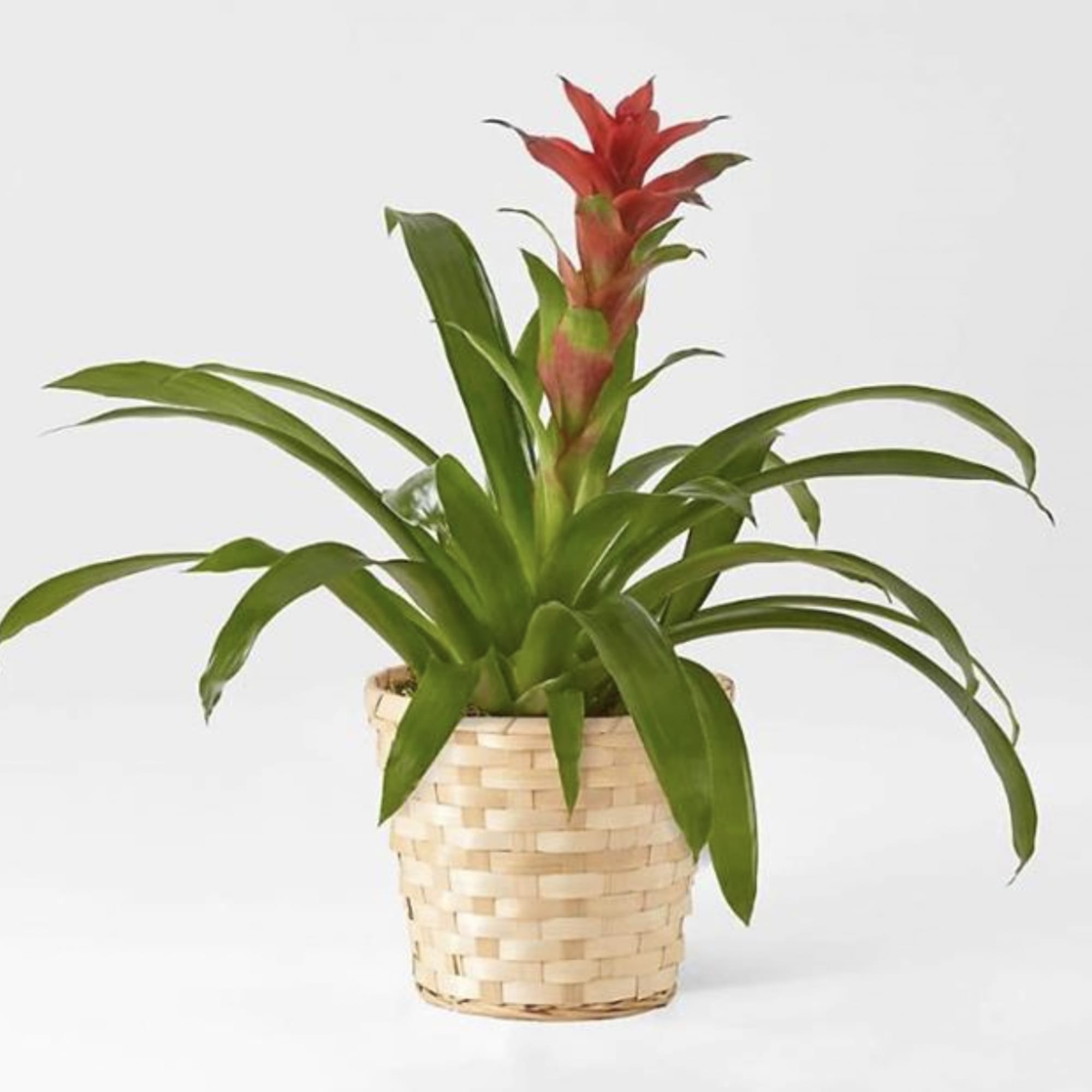Potted bromeliad with red bloom in a woven basket