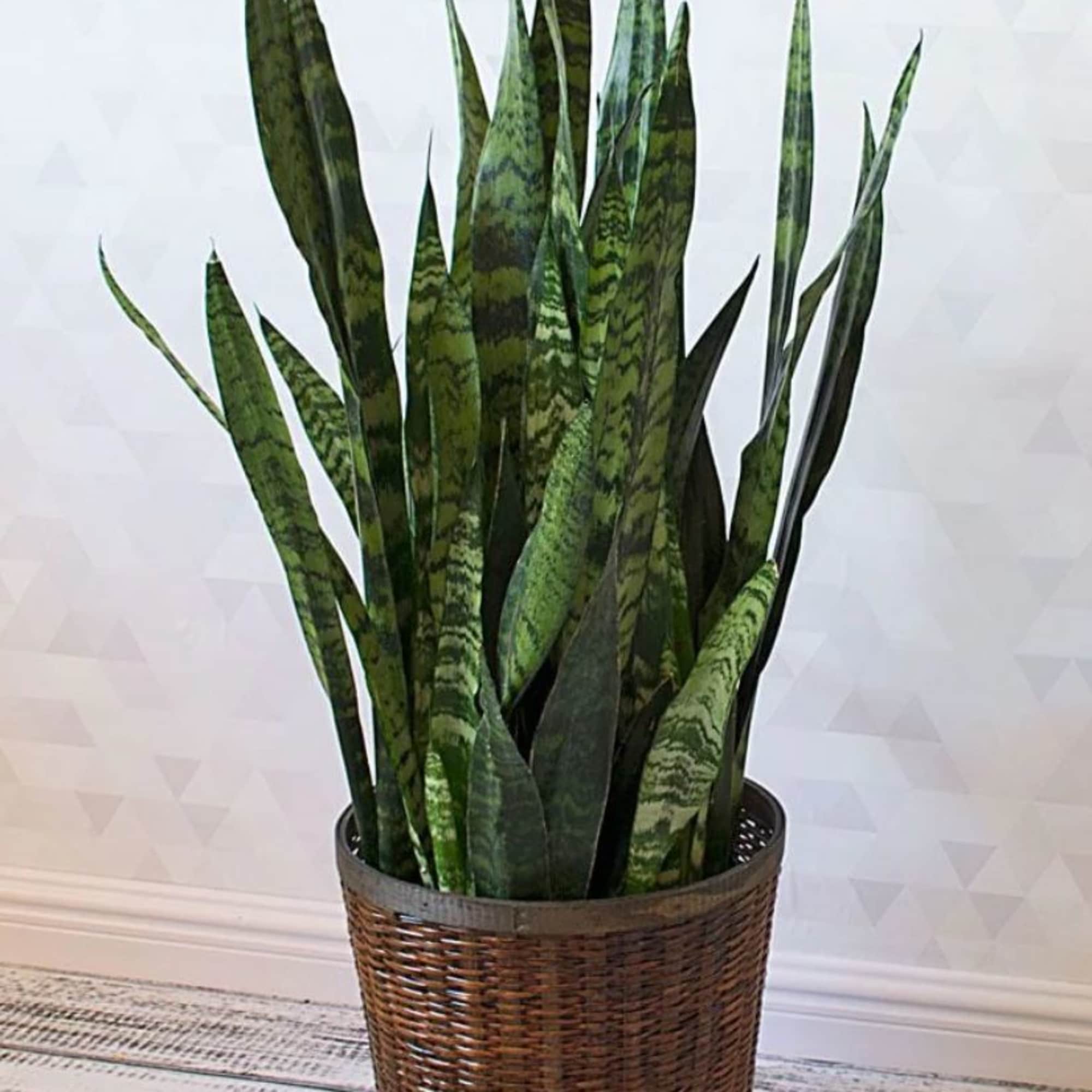 Tall snake plant in a woven basket planter