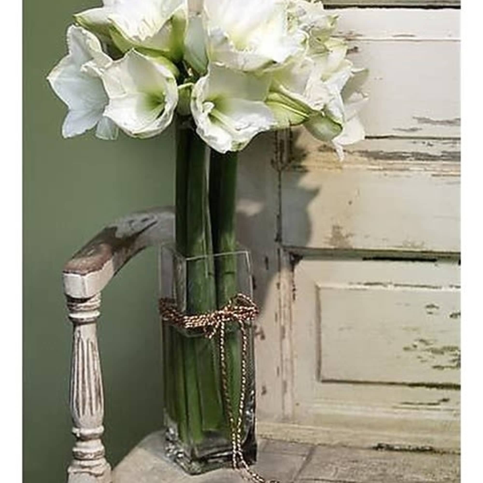 A cluster of seasonal amaryllis in a cyliner vase with an accent