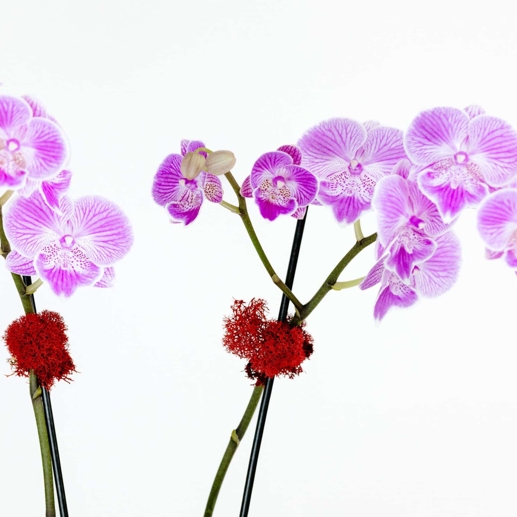 Two stems phalaenopsis orchid plant  in a footed white container. 