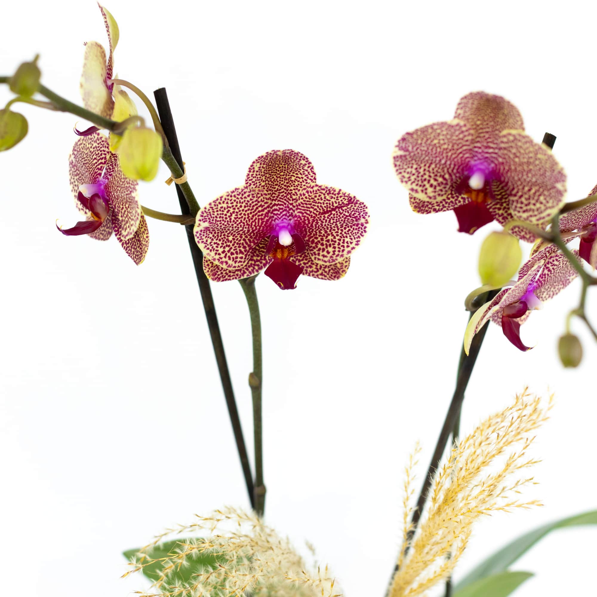 A unique variety of phalaenopsis orchid in orange and purple.  About