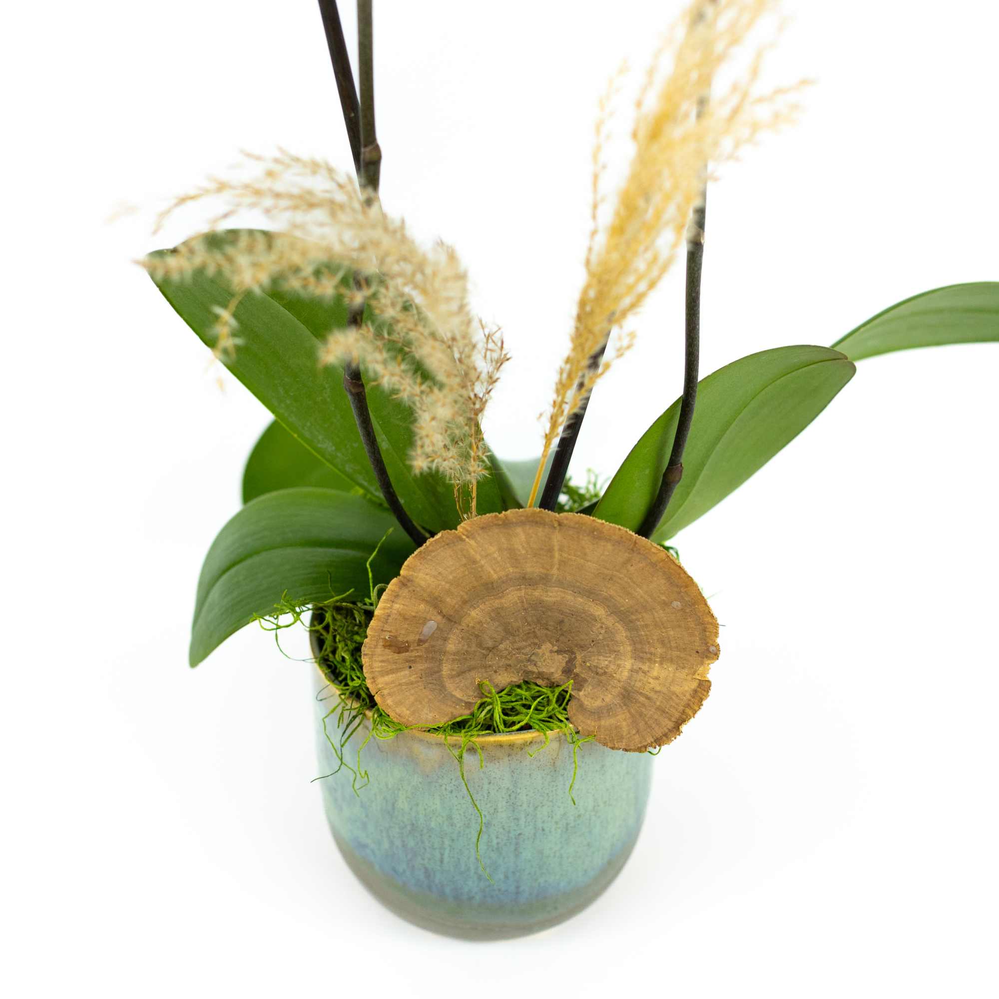 A unique variety of phalaenopsis orchid in orange and purple.  About