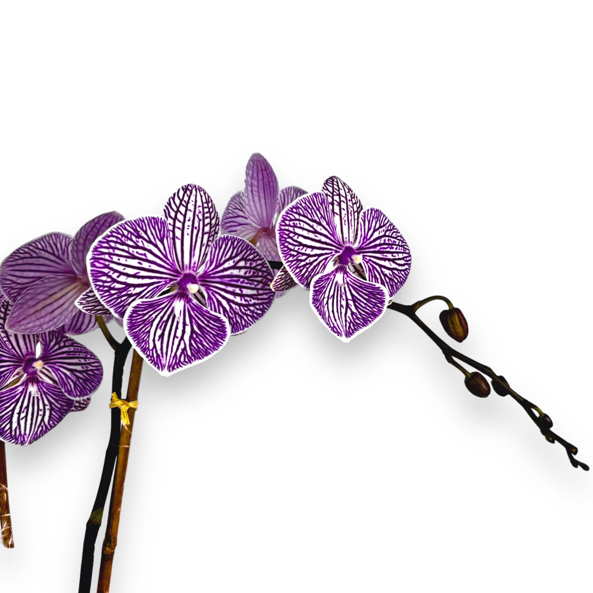  A beautiful two-stemmed purple and white striped Phaelenopsis orchid designed in