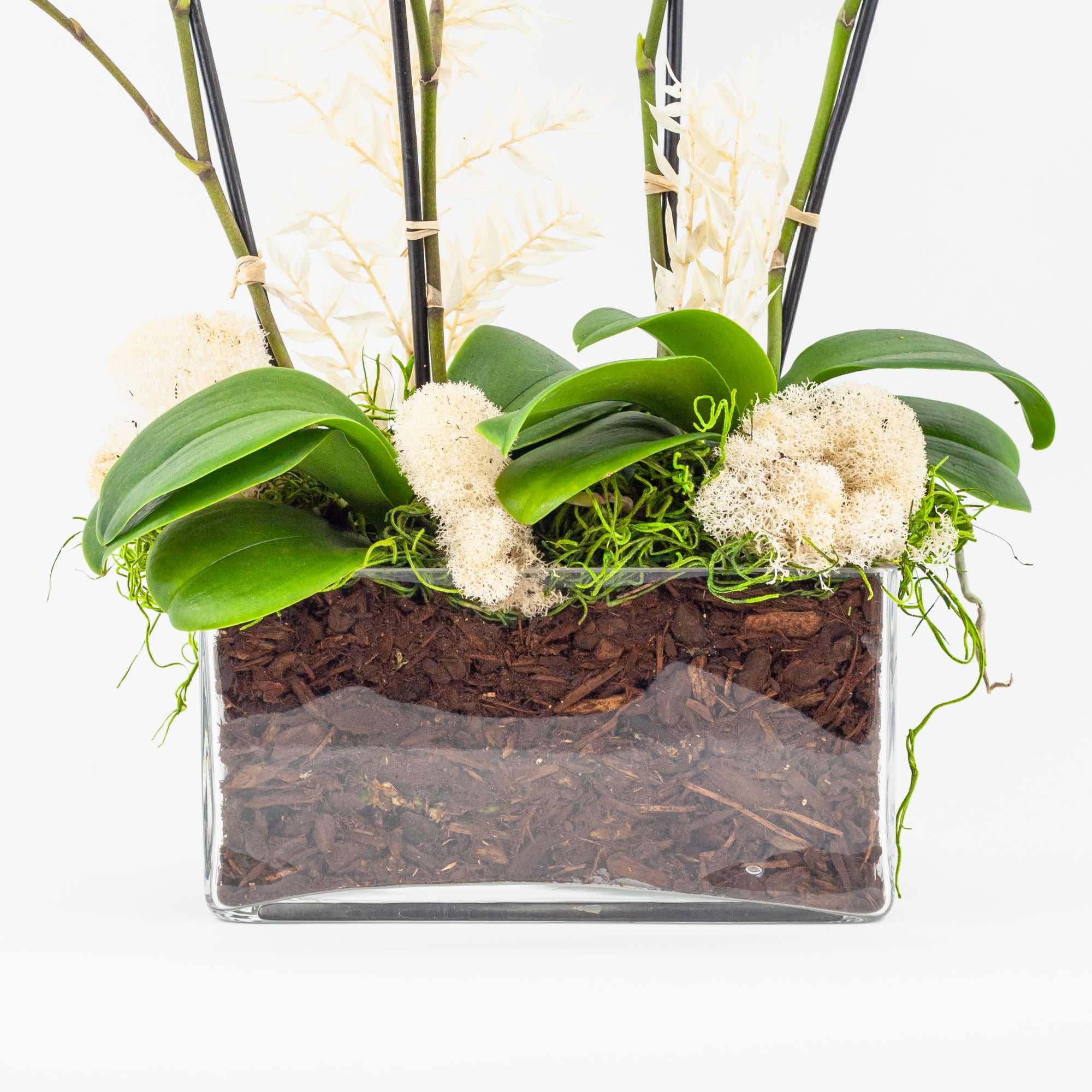 MINI WHITE PHALAENOPSIS ORCHID PLANTS
Contemporary and delicate. This beautiful orchid plant is