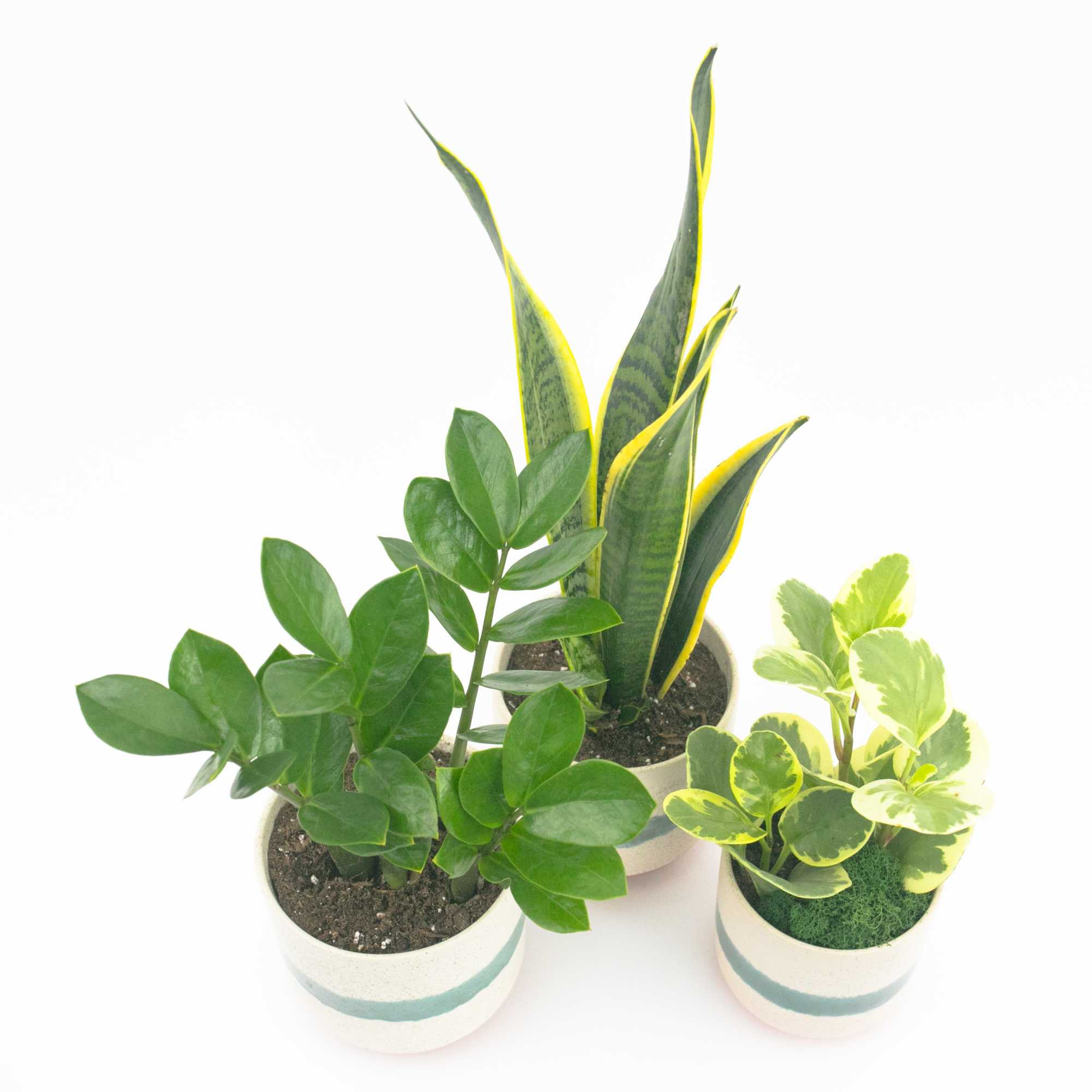 TRIO OF LIFE PLANTS IN MATEO POTS
Designer house plants. This set of