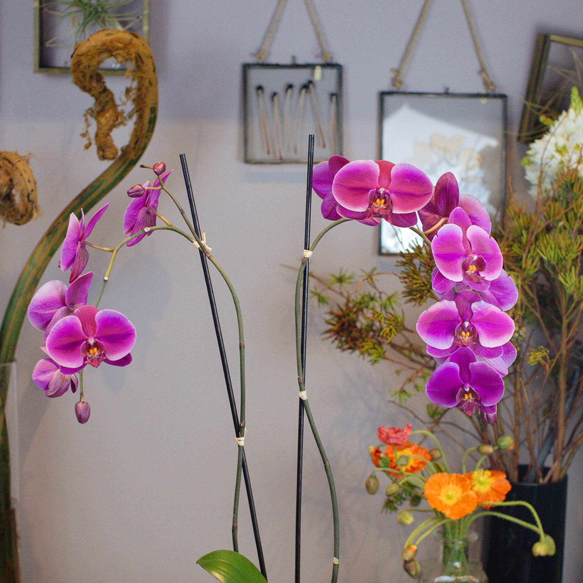 FRESH PURPLE ORCHID PLANT
Lush and exotic. This divine Phalaenopsis orchid plant boasting