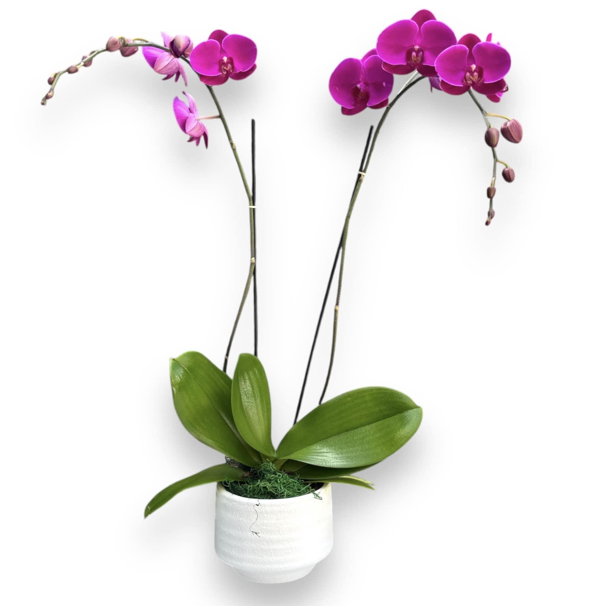 FRESH PURPLE ORCHID PLANT
Lush and exotic. This divine Phalaenopsis orchid plant boasting