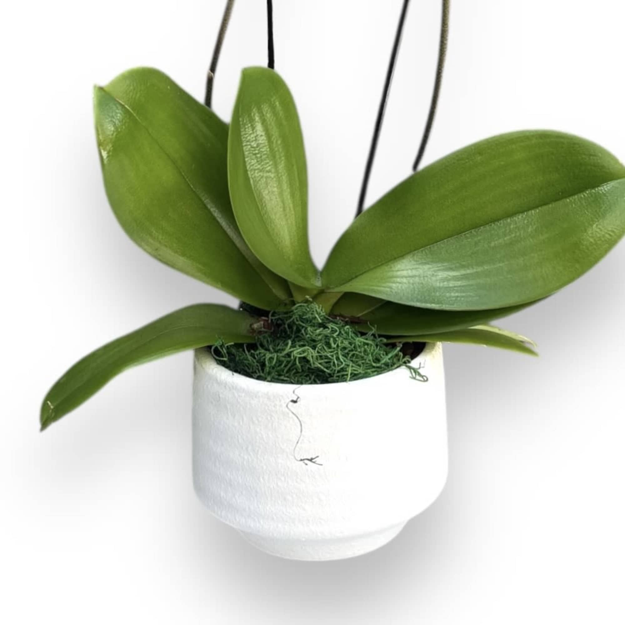 FRESH PURPLE ORCHID PLANT
Lush and exotic. This divine Phalaenopsis orchid plant boasting