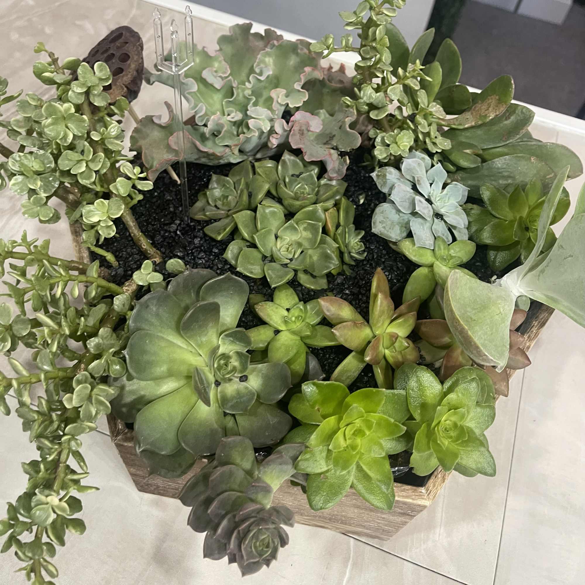 Succulent arrangement in a wooden planter with trailing rosettes