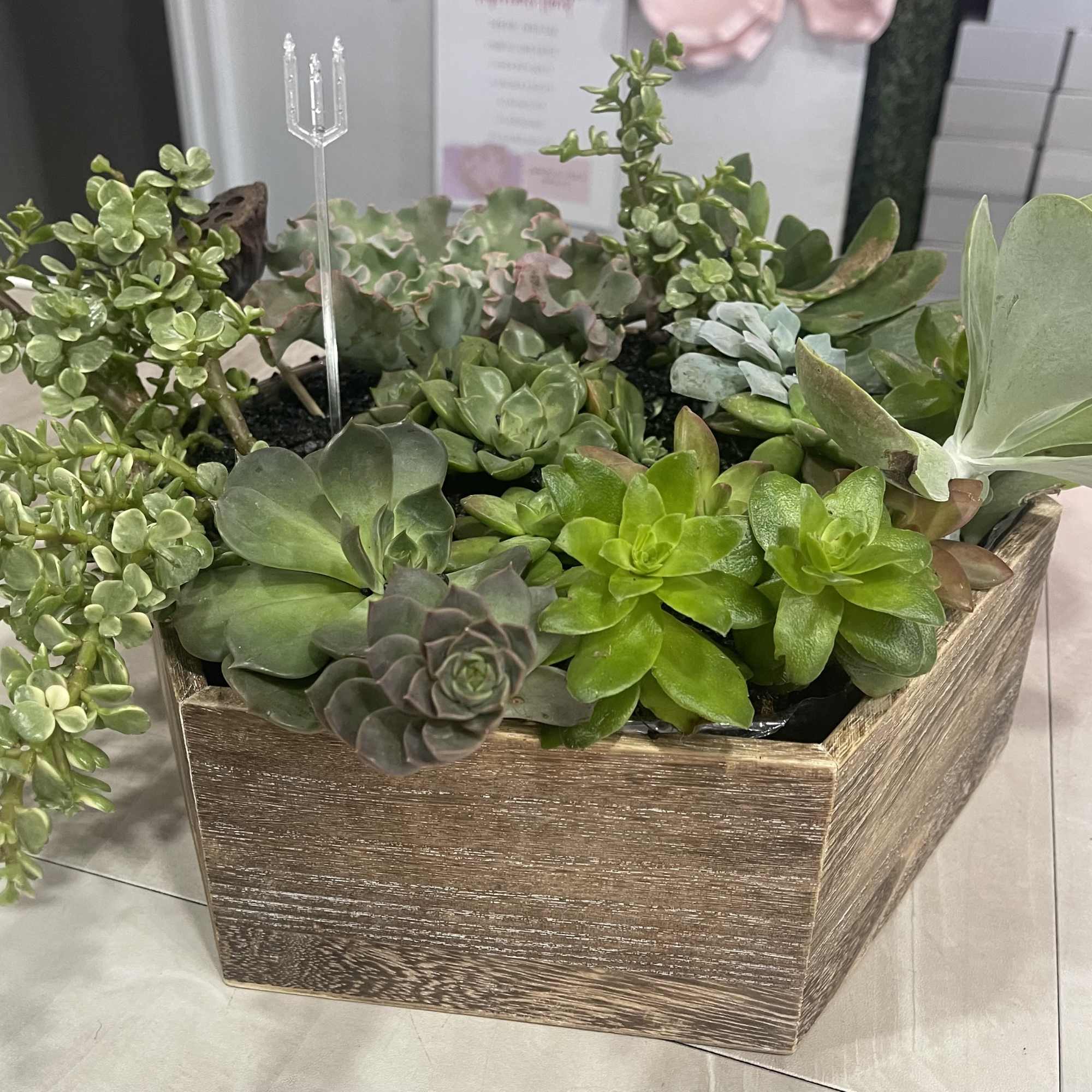 Succulent arrangement in a square wooden planter