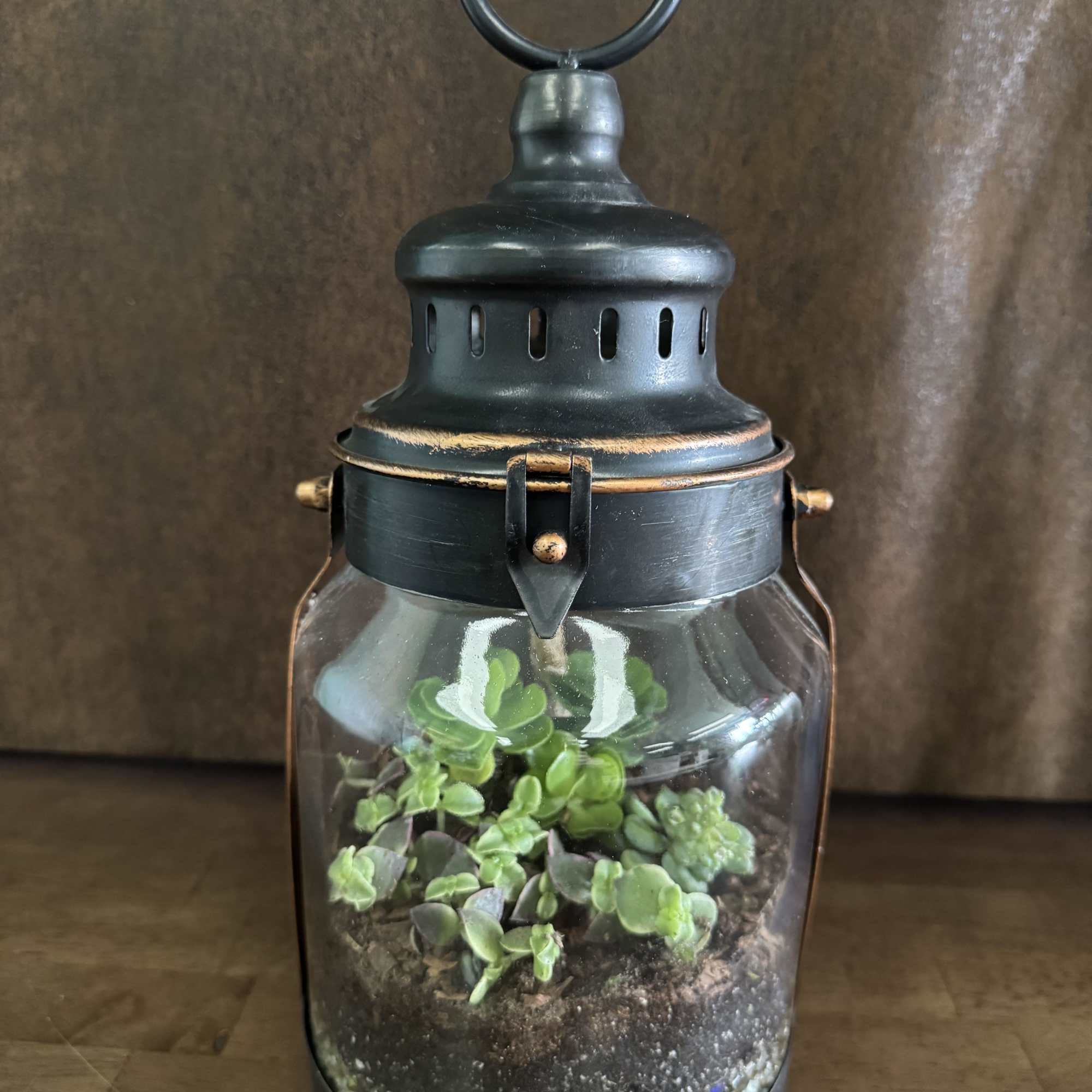 Succulent plants in a decorative lantern is an easy care gift. 