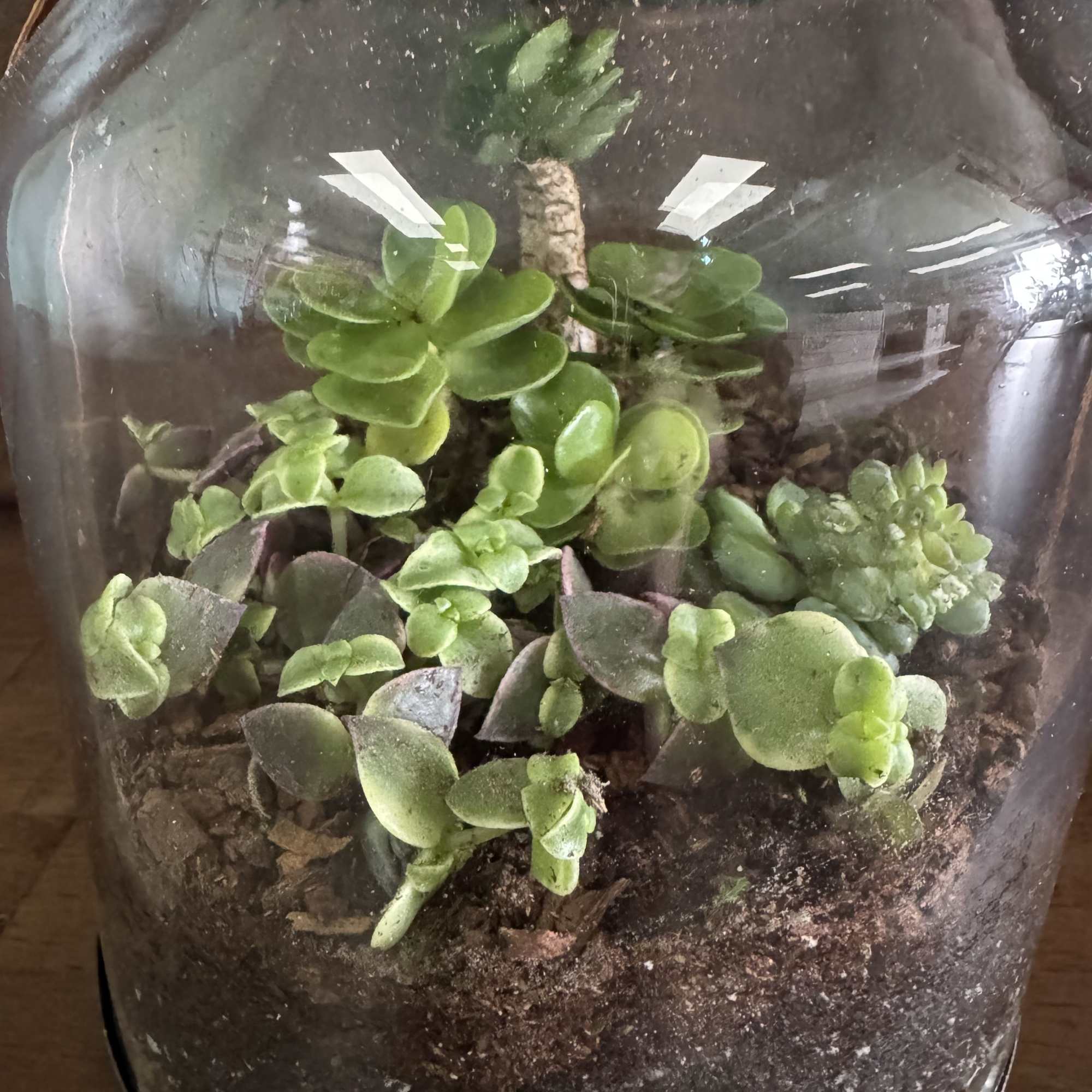 Succulent plants in a decorative lantern is an easy care gift. 