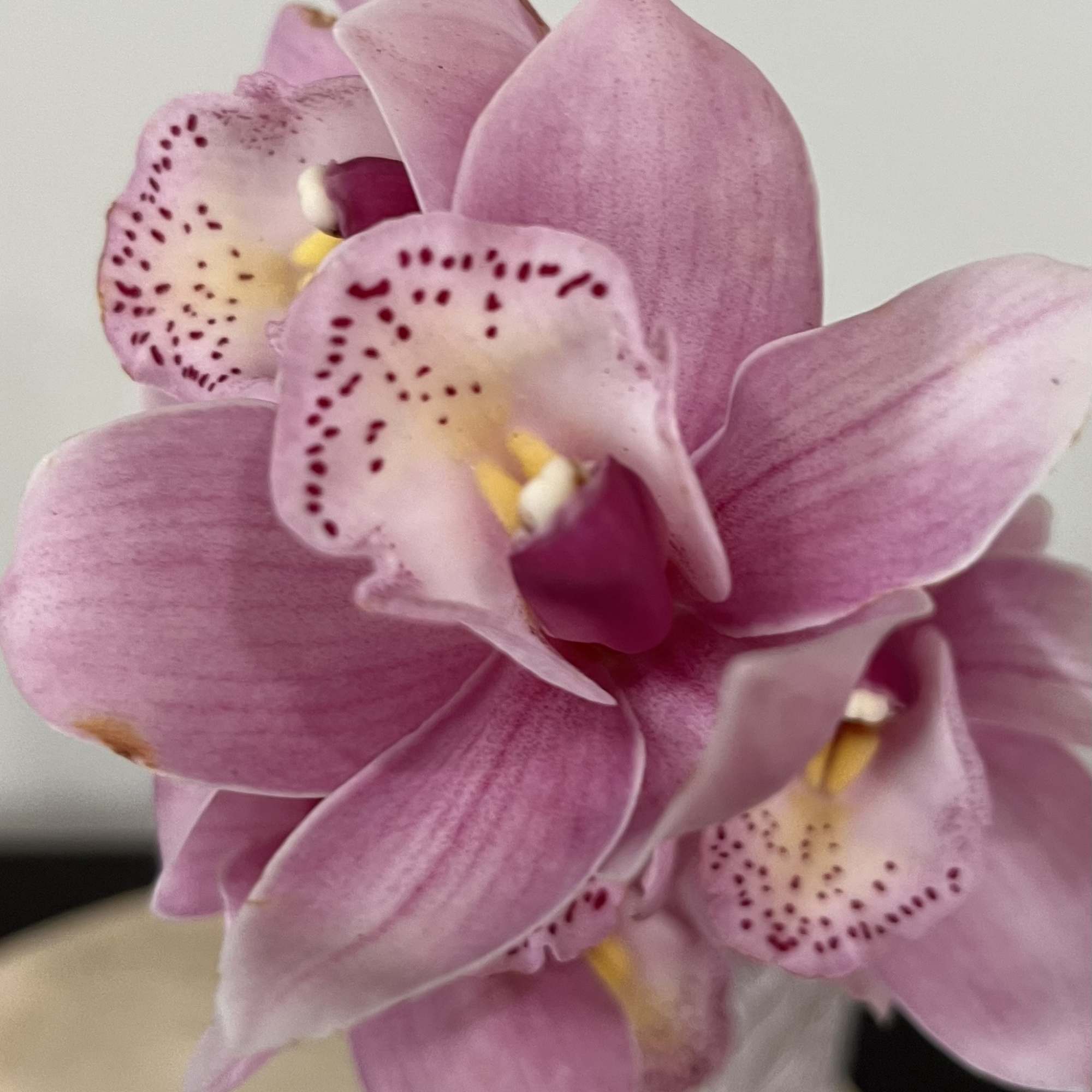 Pink orchids with speckled petals in a close-up bouquet