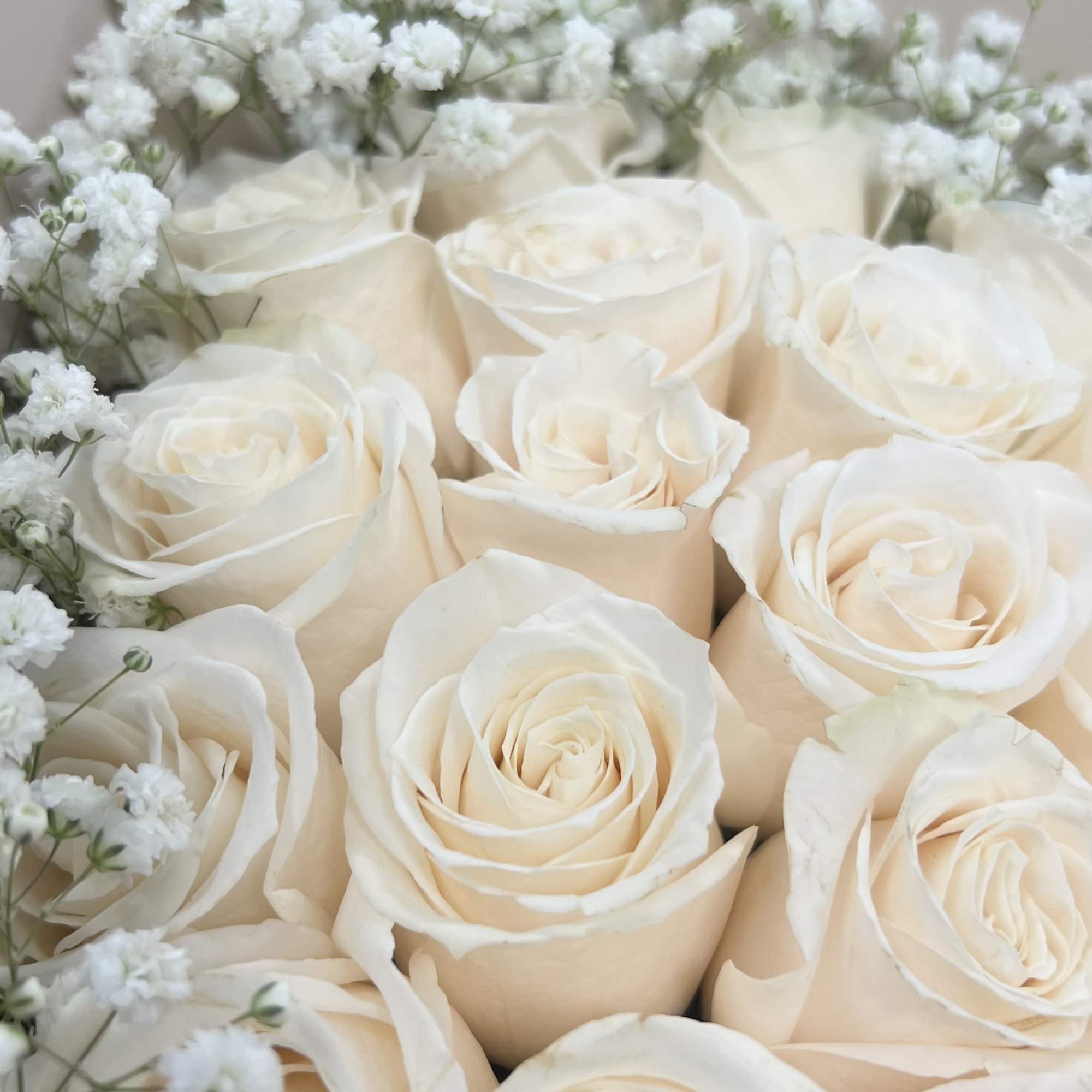 Cream roses with white baby's breath in a bouquet