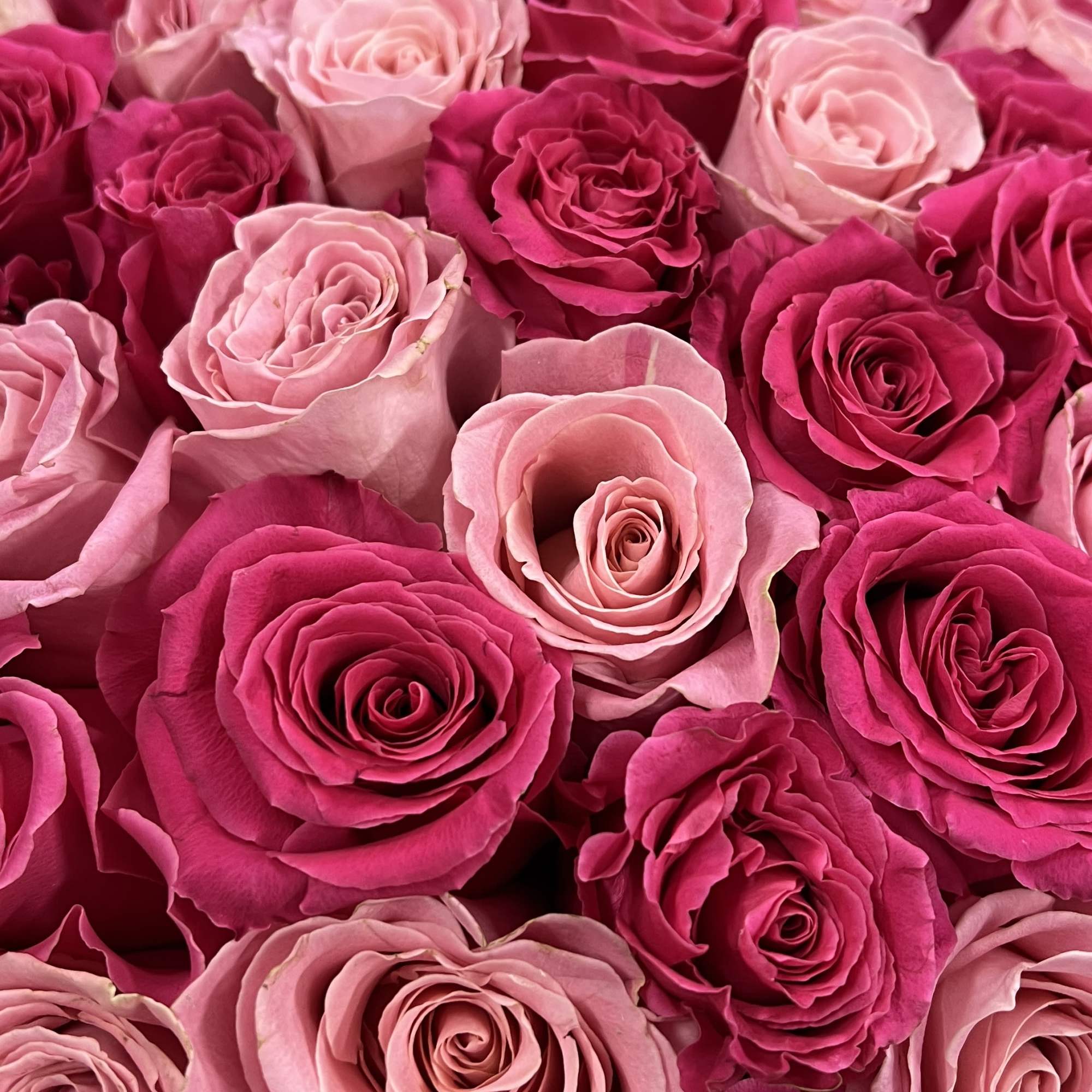 Bouquet of pink and hot pink roses wrapped in pale pink paper